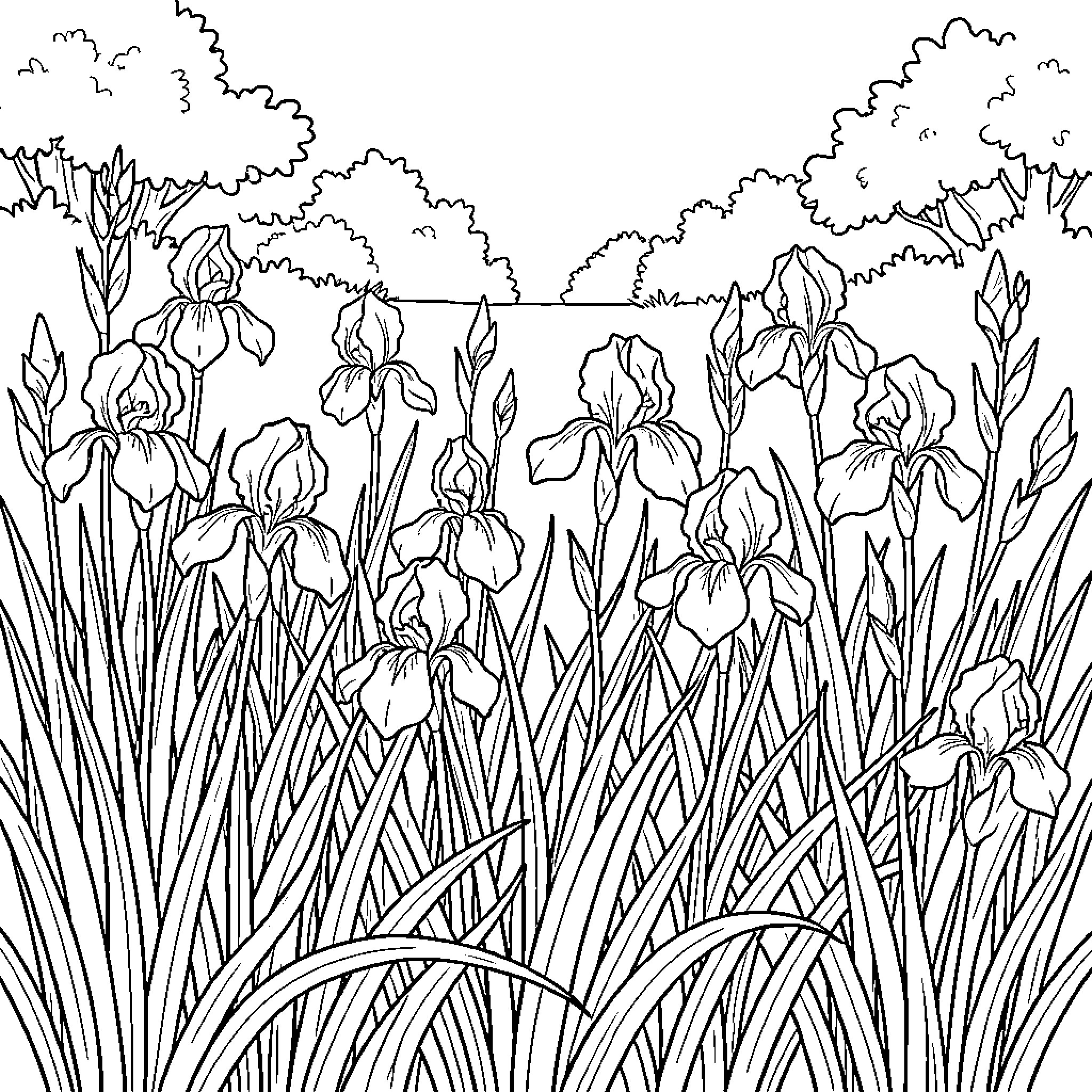 Iris flowers blooming in a lush garden landscape Coloring Page (free black-and-white line drawing printable PDF for all, from beginners to advanced learners, including children, teens, adults, and seniors)