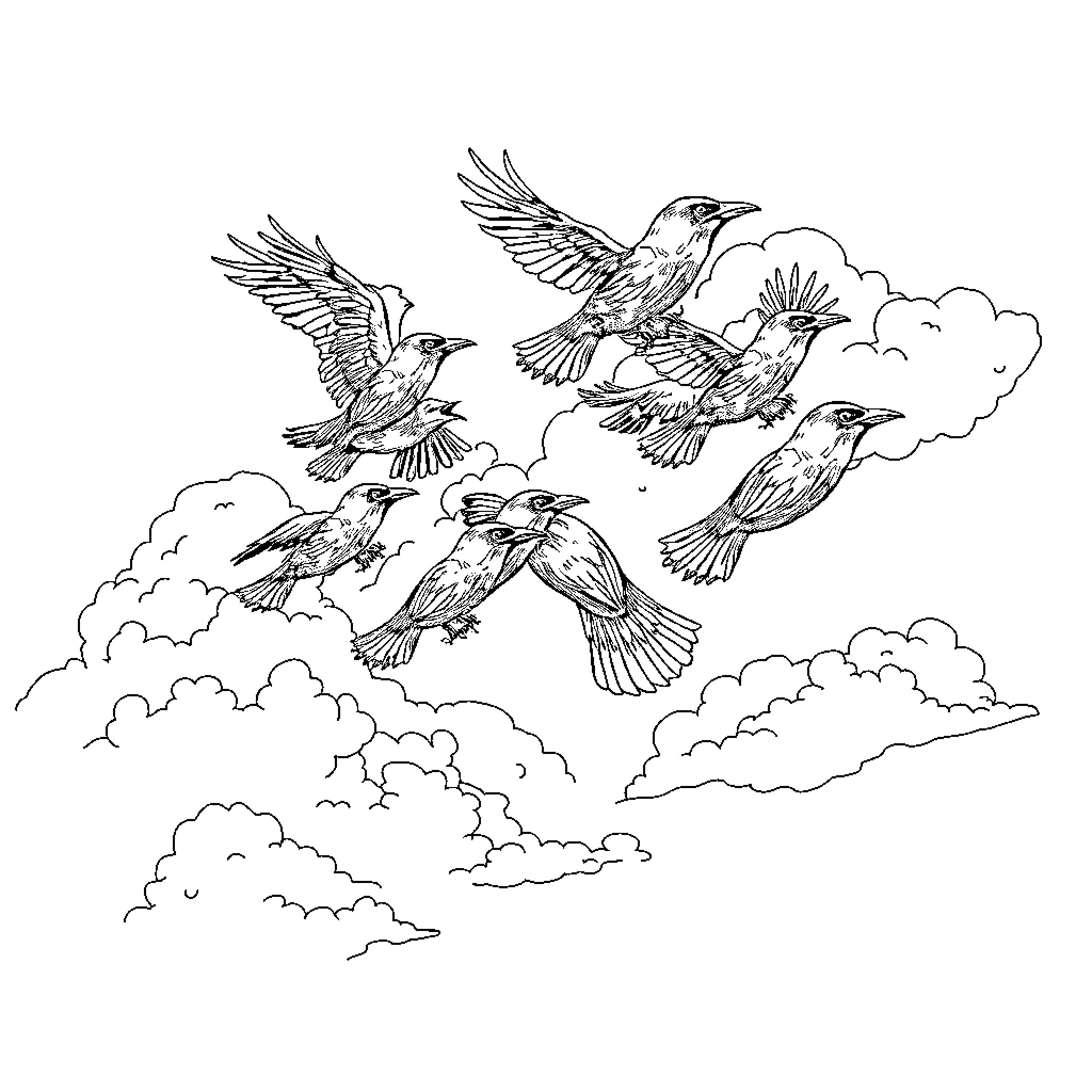 Crows soaring gracefully through cloudy skies Coloring Page (free black-and-white line drawing printable PDF for all, from beginners to advanced learners, including children, teens, adults, and seniors)