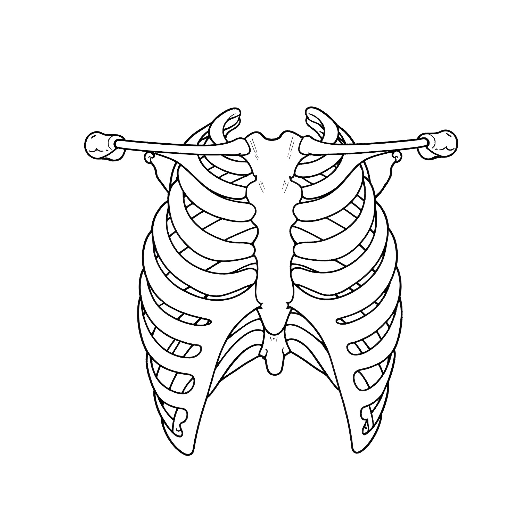 Serratus Anterior Ribcage Anatomy Illustration Coloring Page (free black-and-white line drawing printable PDF for all, from beginners to advanced learners, including children, teens, adults, and seniors)