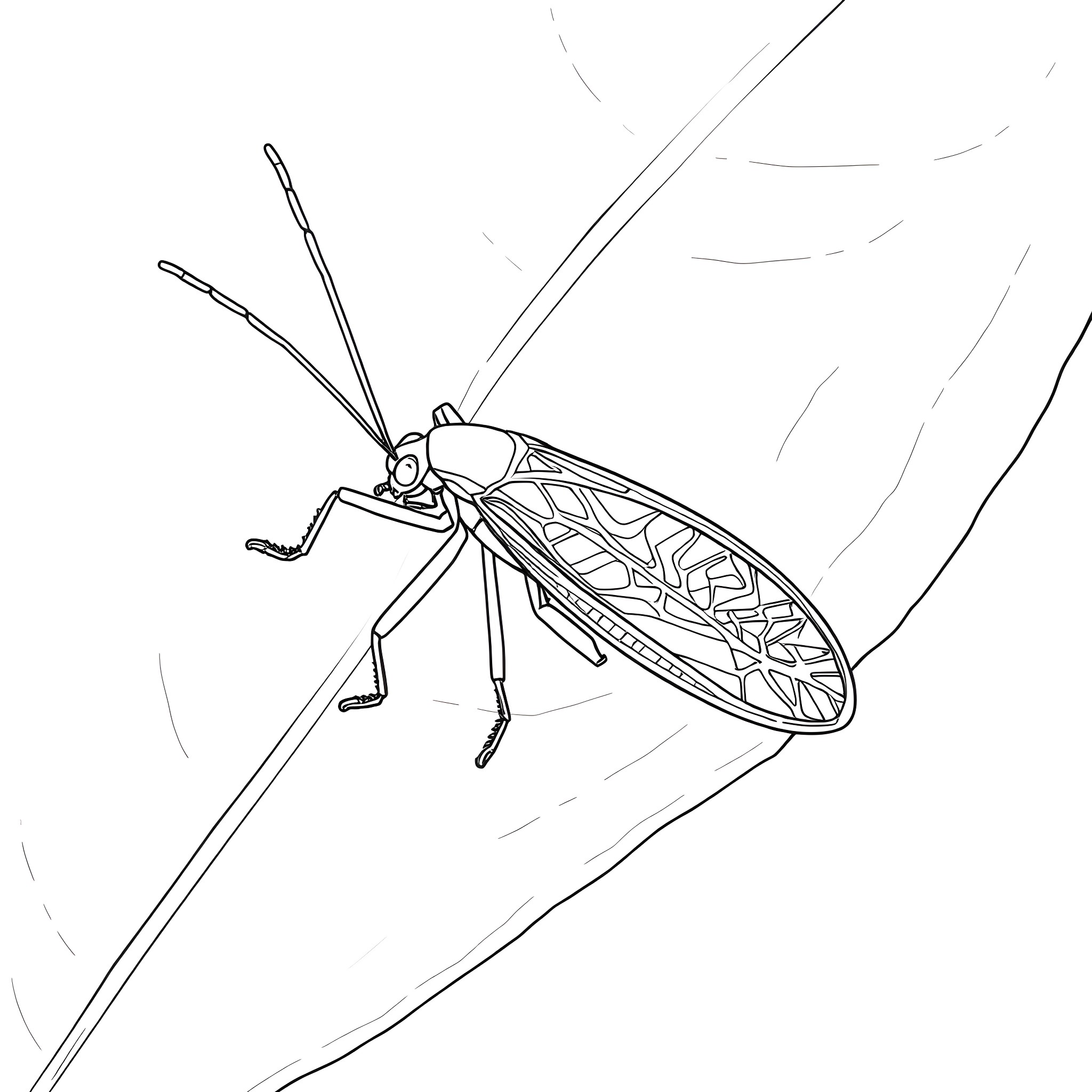 Katydid resting on a branch Coloring Page (free black-and-white line drawing printable PDF for all, from beginners to advanced learners, including children, teens, adults, and seniors)