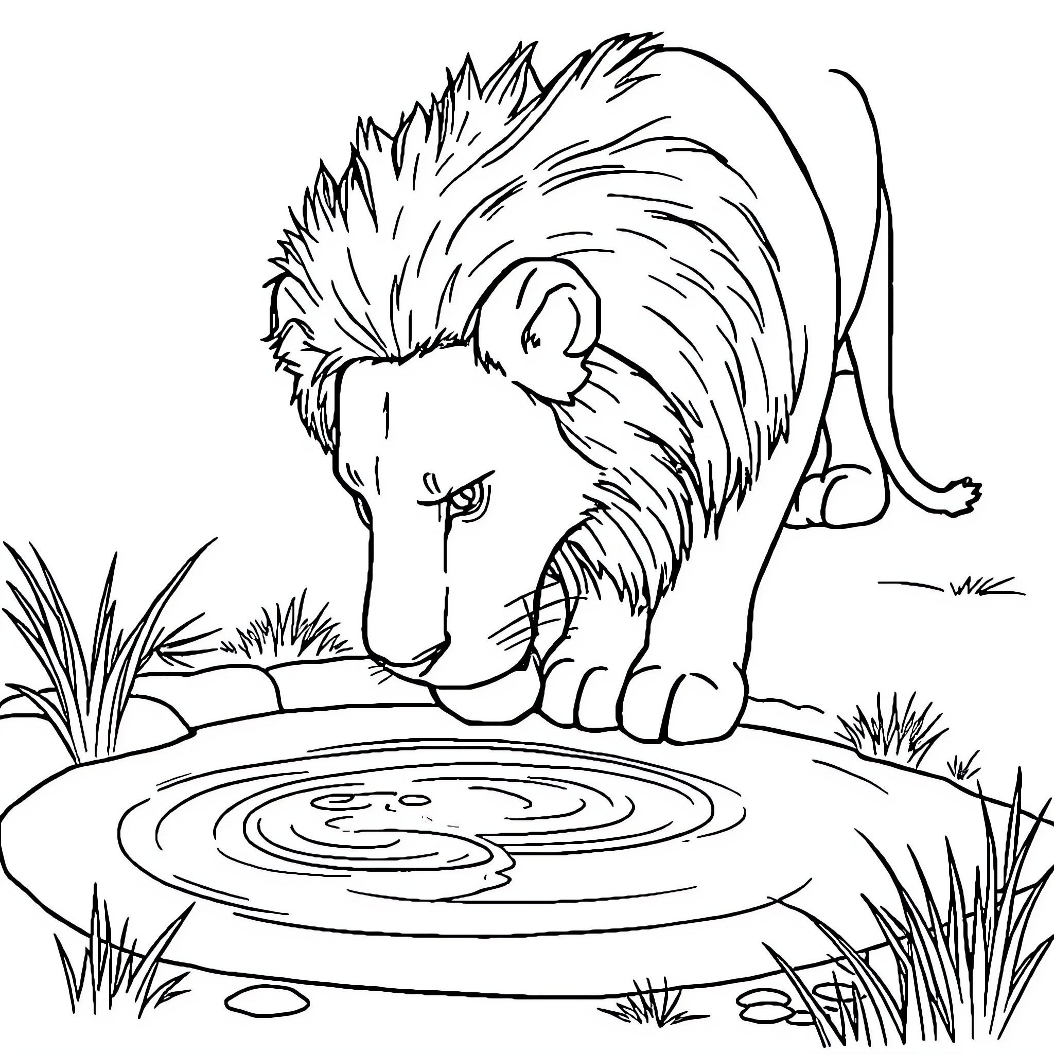 Lion drinking water from a pond Coloring Page (free black-and-white line drawing printable PDF for all, from beginners to advanced learners, including children, teens, adults, and seniors)