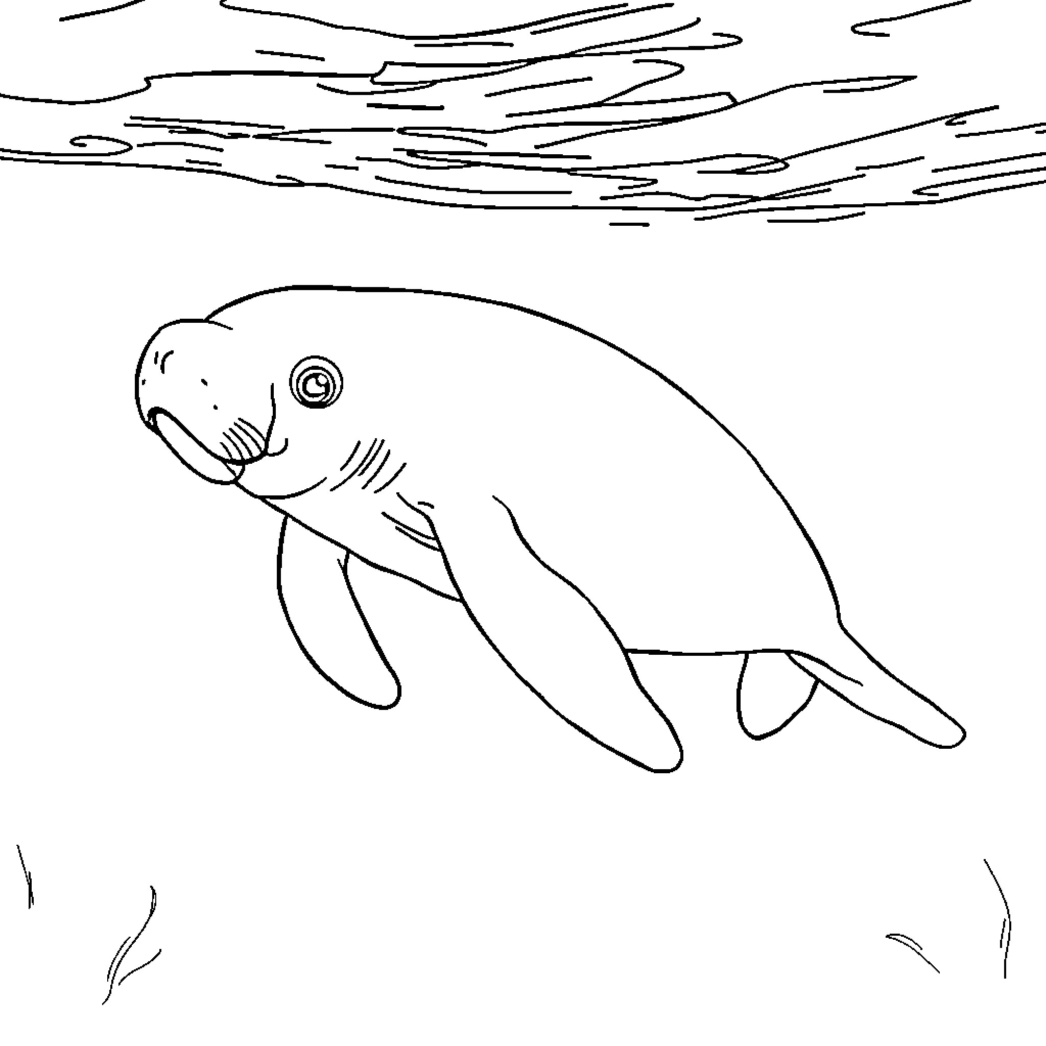 Manatee swimming in the water Coloring Page (free black-and-white line drawing printable PDF for all, from beginners to advanced learners, including children, teens, adults, and seniors)