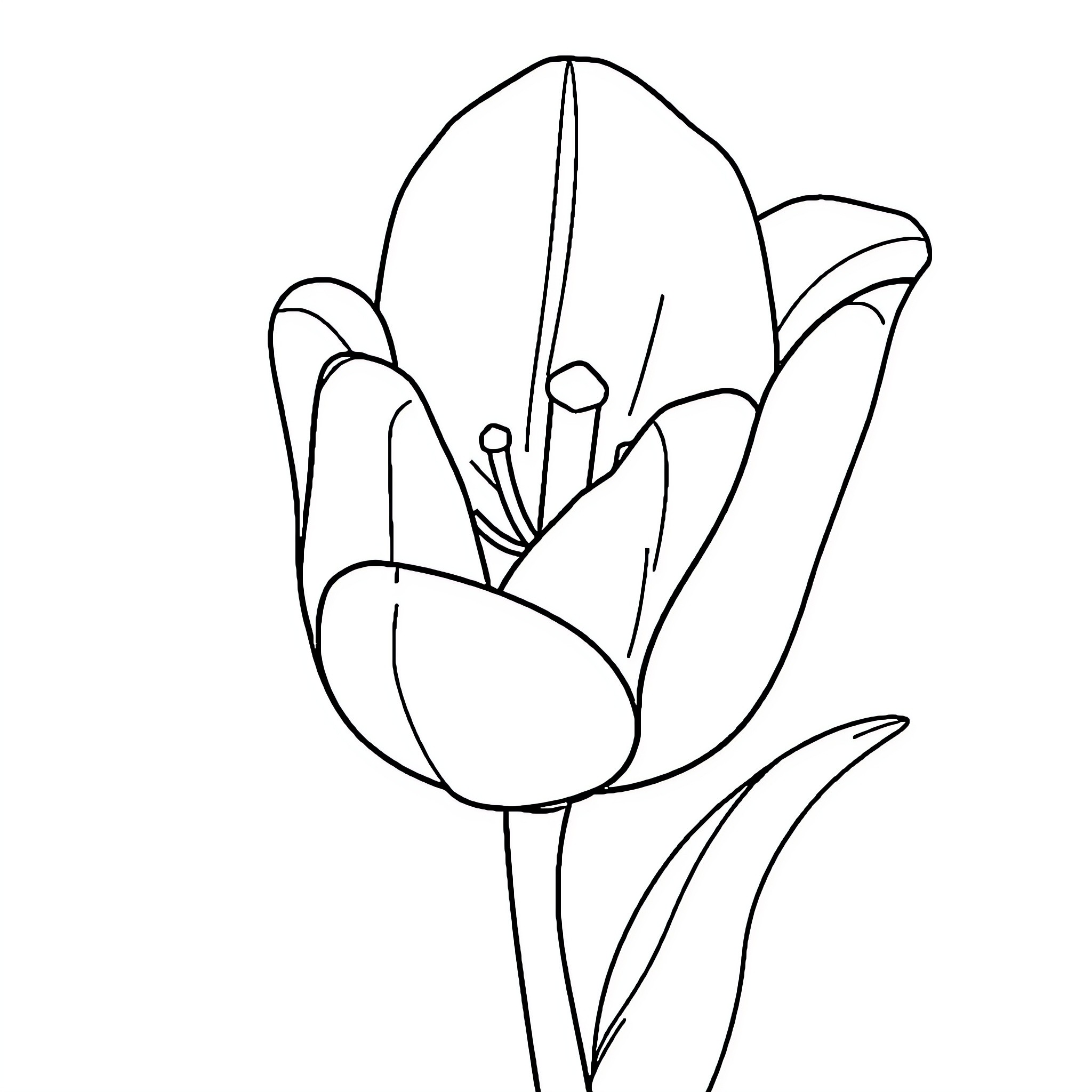 Tulip blooming in simple outline Coloring Page (free black-and-white line drawing printable PDF for all, from beginners to advanced learners, including children, teens, adults, and seniors)
