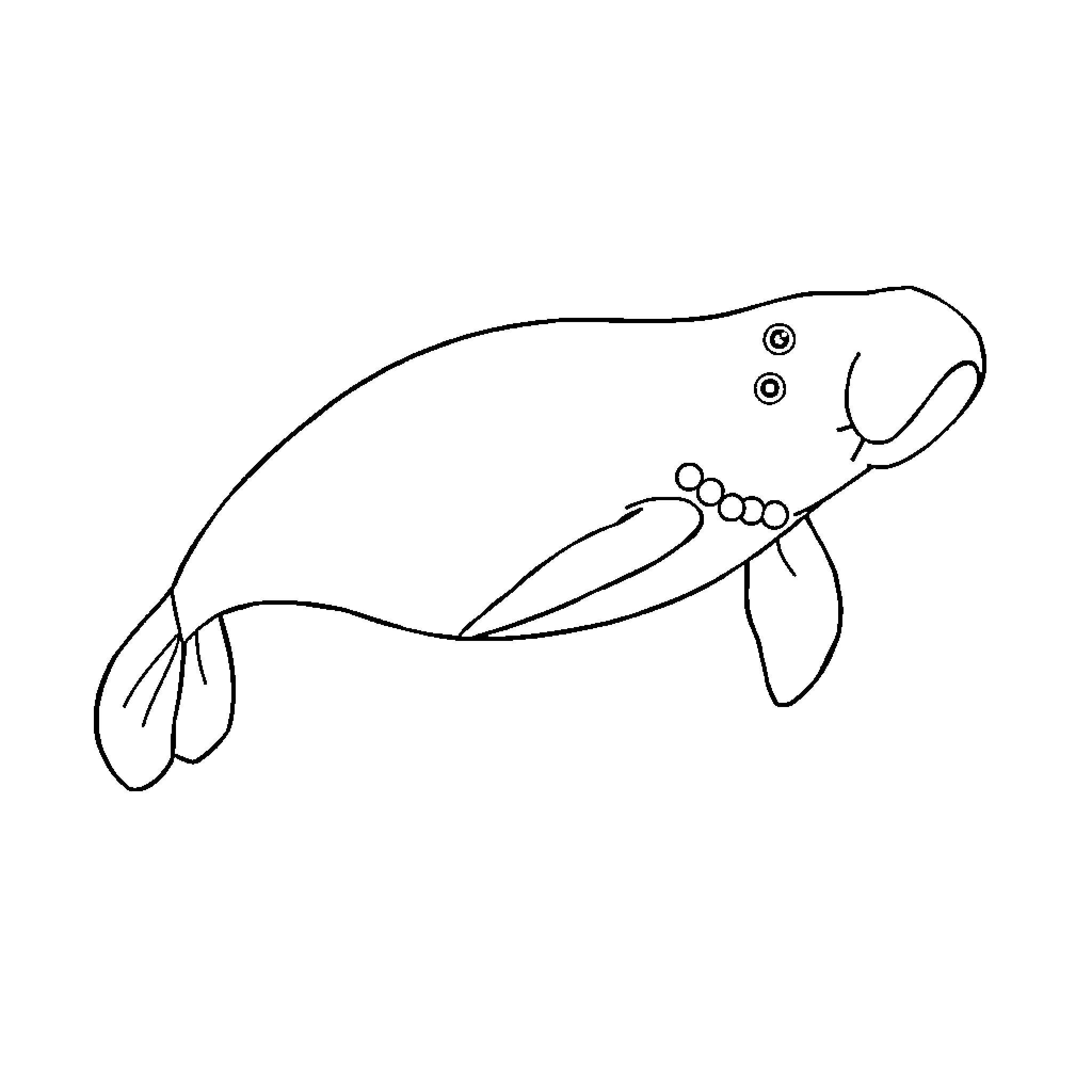 Manatee floating in the water Coloring Page (free black-and-white line drawing printable PDF for all, from beginners to advanced learners, including children, teens, adults, and seniors)