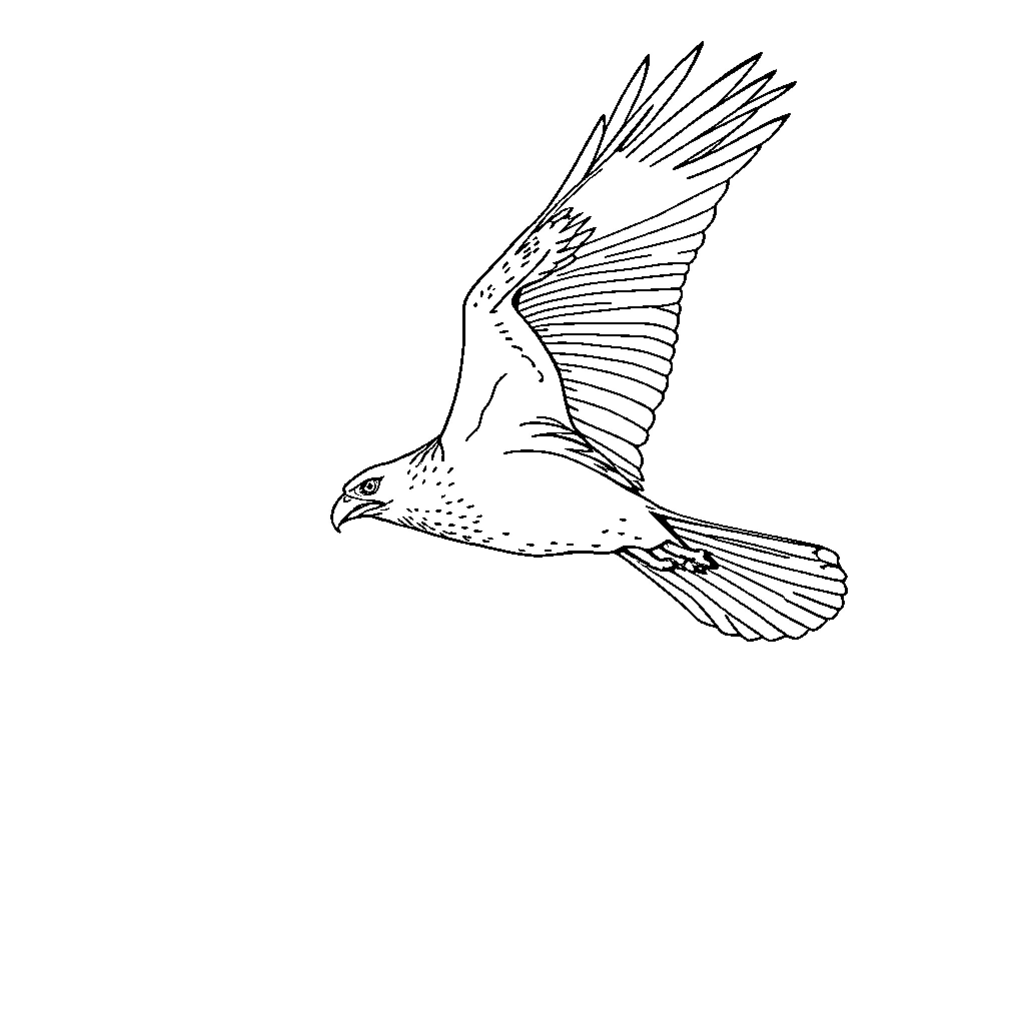 Raptor in mid-flight with outstretched wings Coloring Page (free black-and-white line drawing printable PDF for all, from beginners to advanced learners, including children, teens, adults, and seniors)