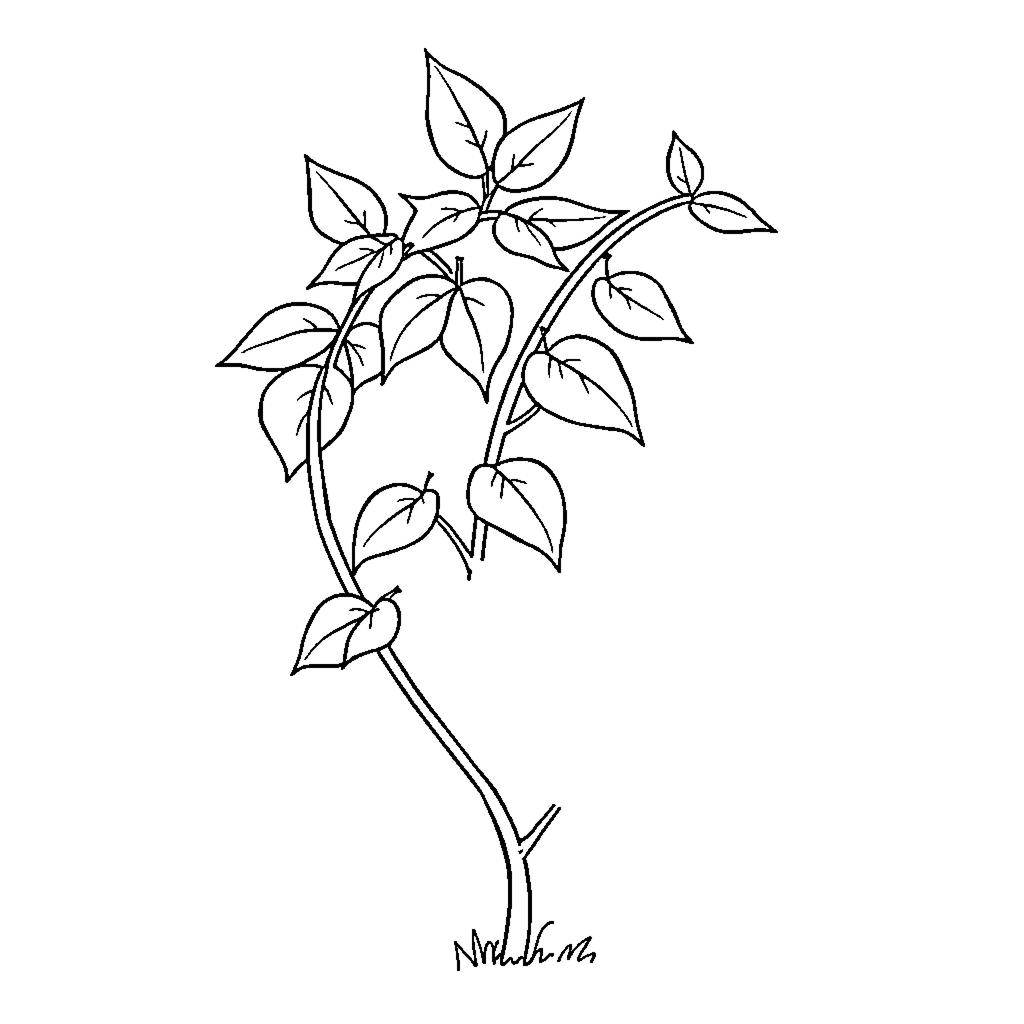 Sickle Bush Botanical Illustration Coloring Page (free black-and-white line drawing printable PDF for all, from beginners to advanced learners, including children, teens, adults, and seniors)