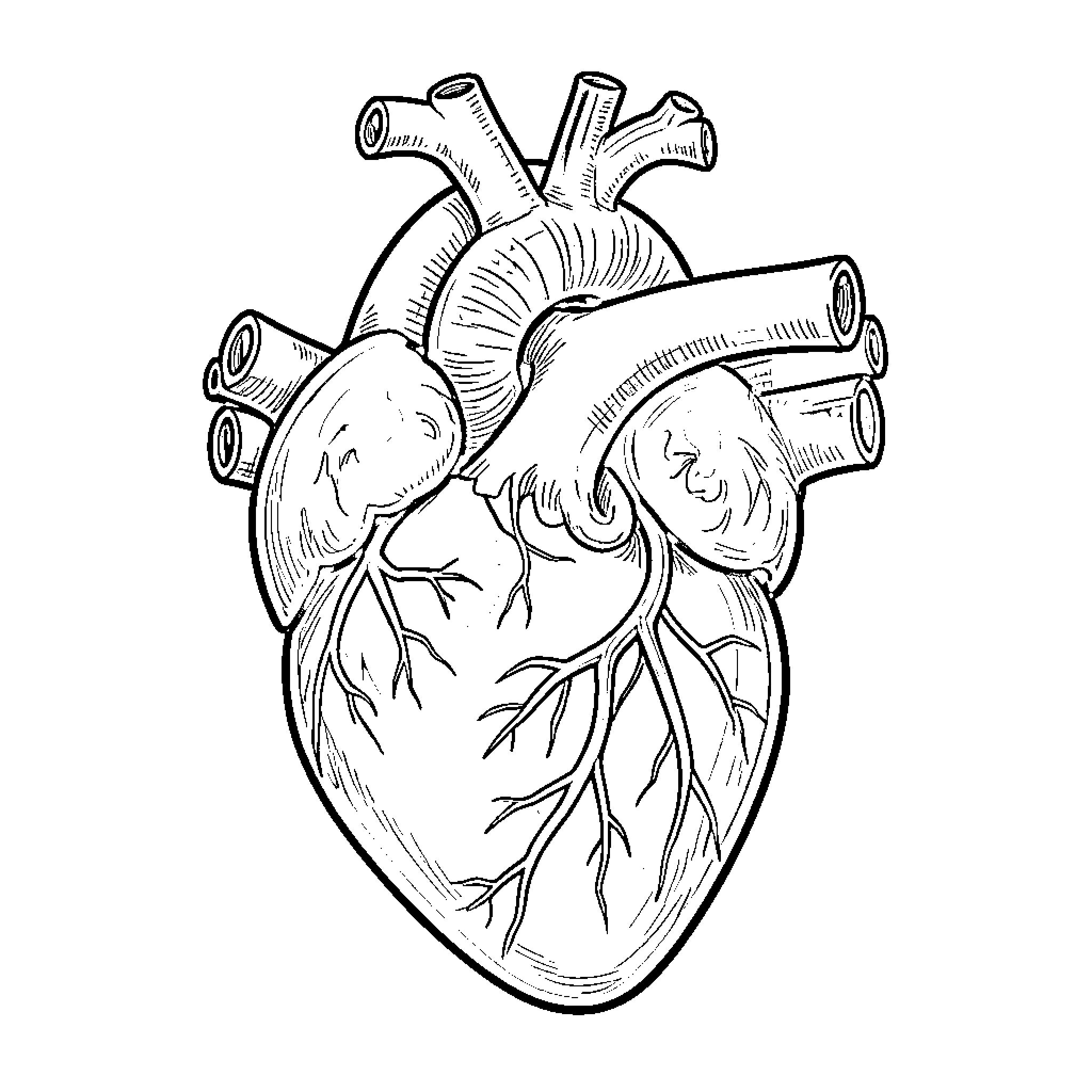 Corazon: Anatomical Illustration of the Human Heart Coloring Page (free black-and-white line drawing printable PDF for all, from beginners to advanced learners, including children, teens, adults, and seniors)