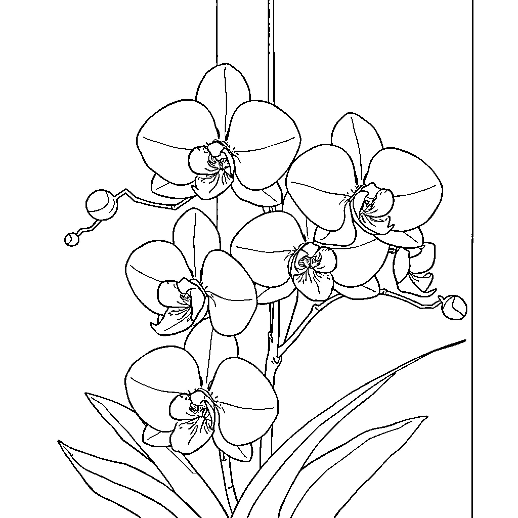 Orchid Flowers Hanging in Elegant Arrangement Coloring Page (free black-and-white line drawing printable PDF for all, from beginners to advanced learners, including children, teens, adults, and seniors)