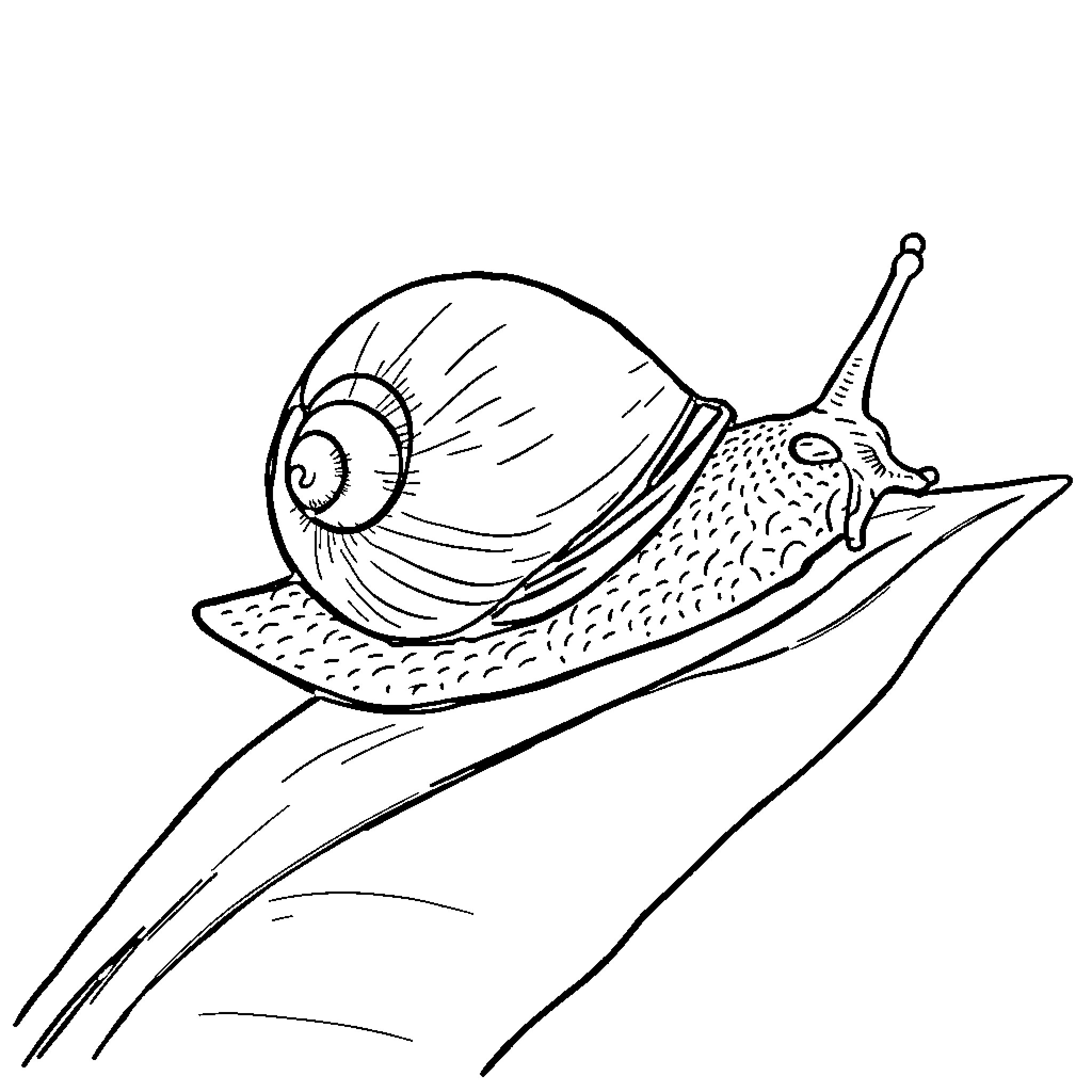 Escargot exploring the terrain Coloring Page (free black-and-white line drawing printable PDF for all, from beginners to advanced learners, including children, teens, adults, and seniors)