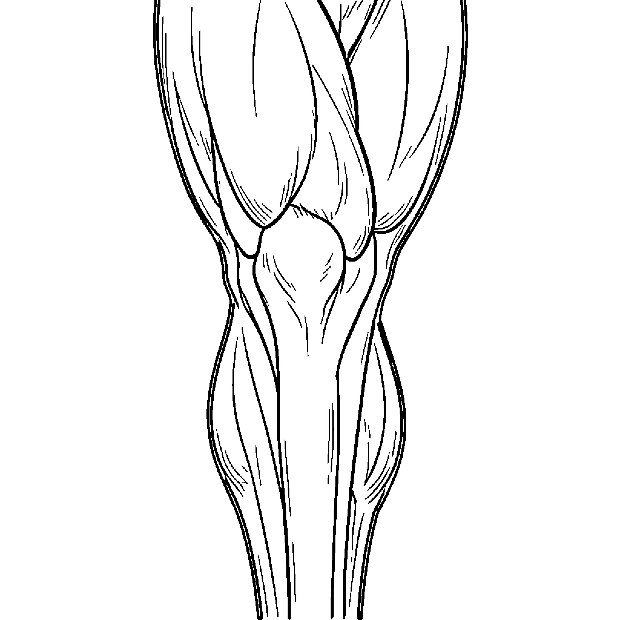 Knee joint anatomy diagram Coloring Page (free black-and-white line drawing printable PDF for all, from beginners to advanced learners, including children, teens, adults, and seniors)