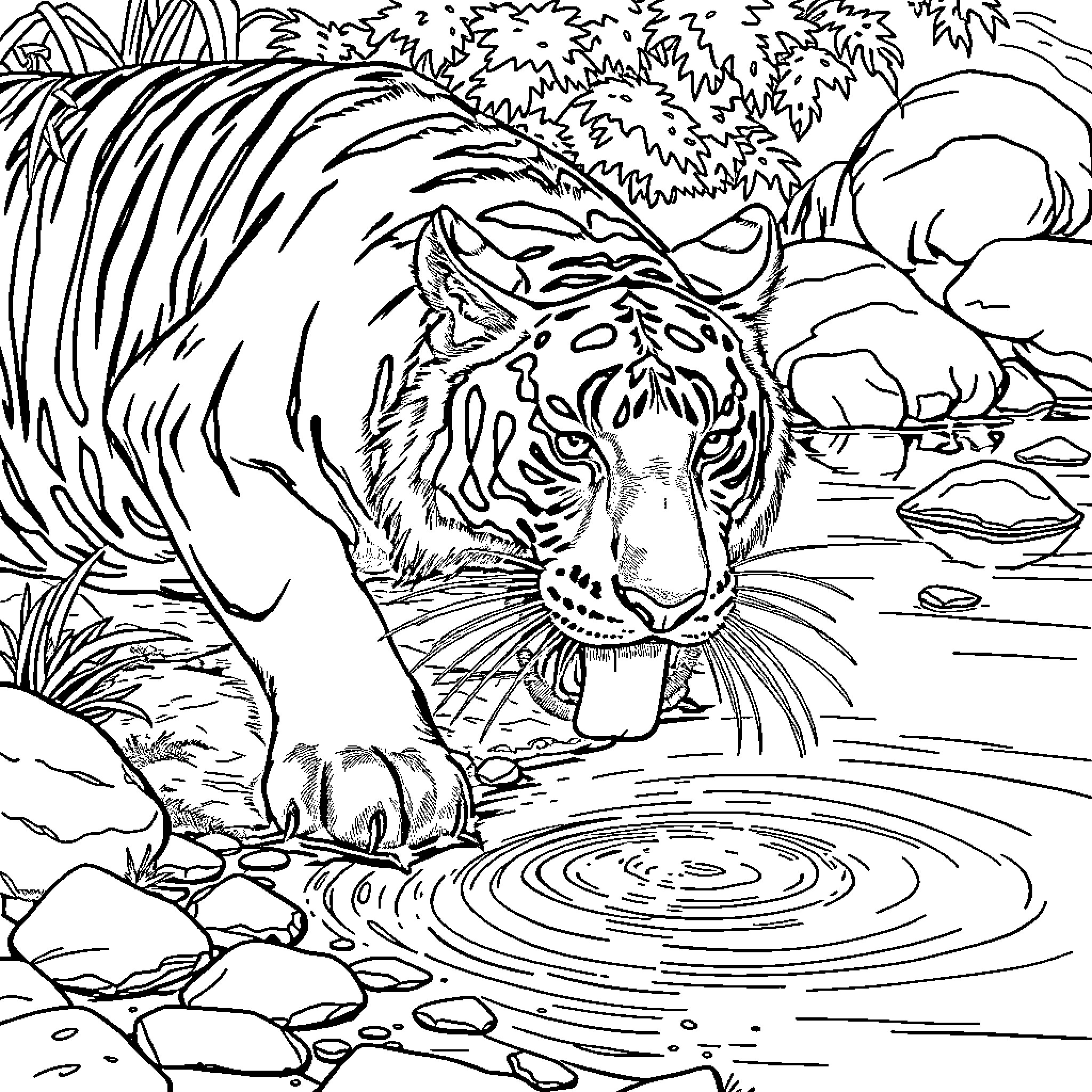 Tiger Drinking Water from a Pond Coloring Page (free black-and-white line drawing printable PDF for all, from beginners to advanced learners, including children, teens, adults, and seniors)