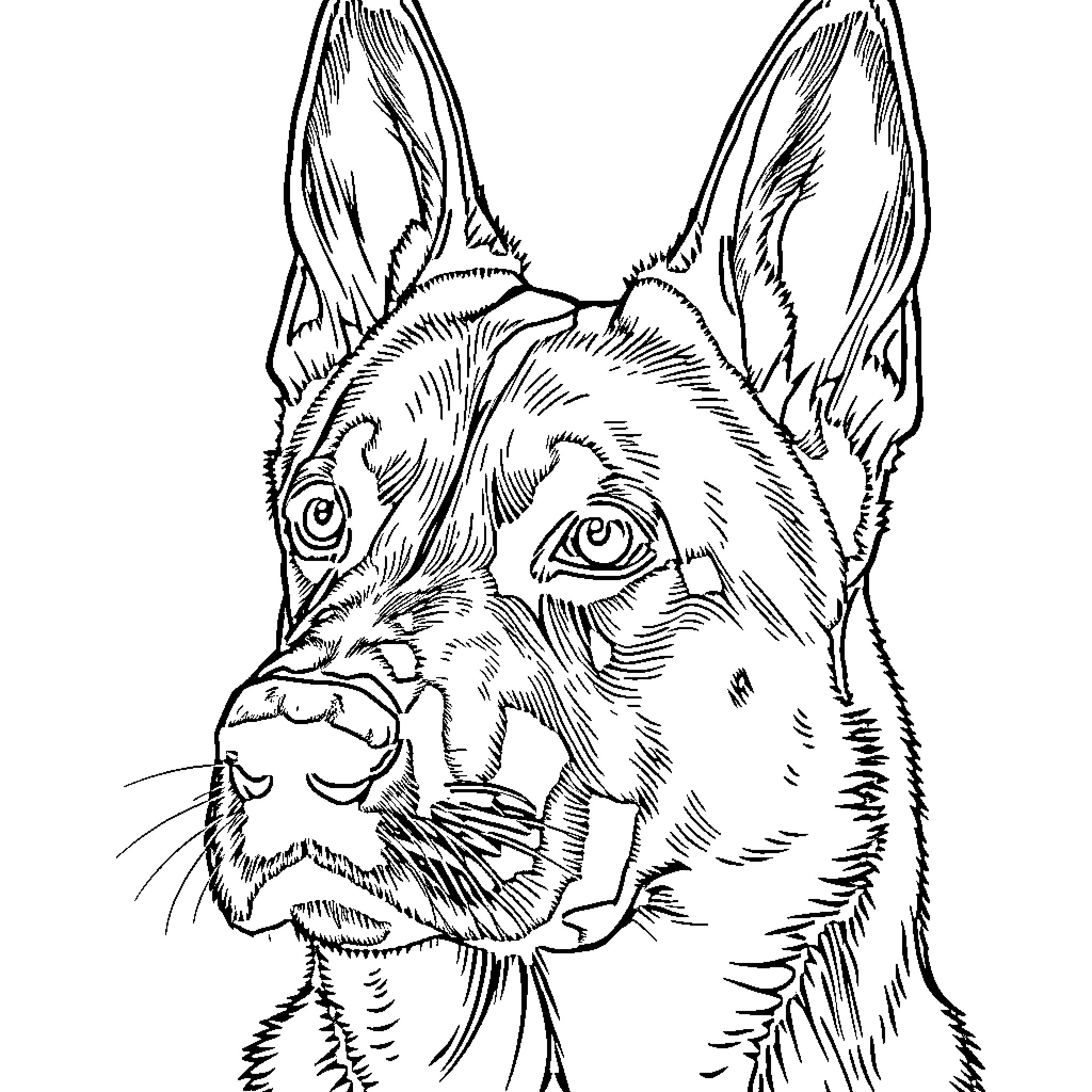 Malinois dog with attentive expression Coloring Page (free black-and-white line drawing printable PDF for all, from beginners to advanced learners, including children, teens, adults, and seniors)