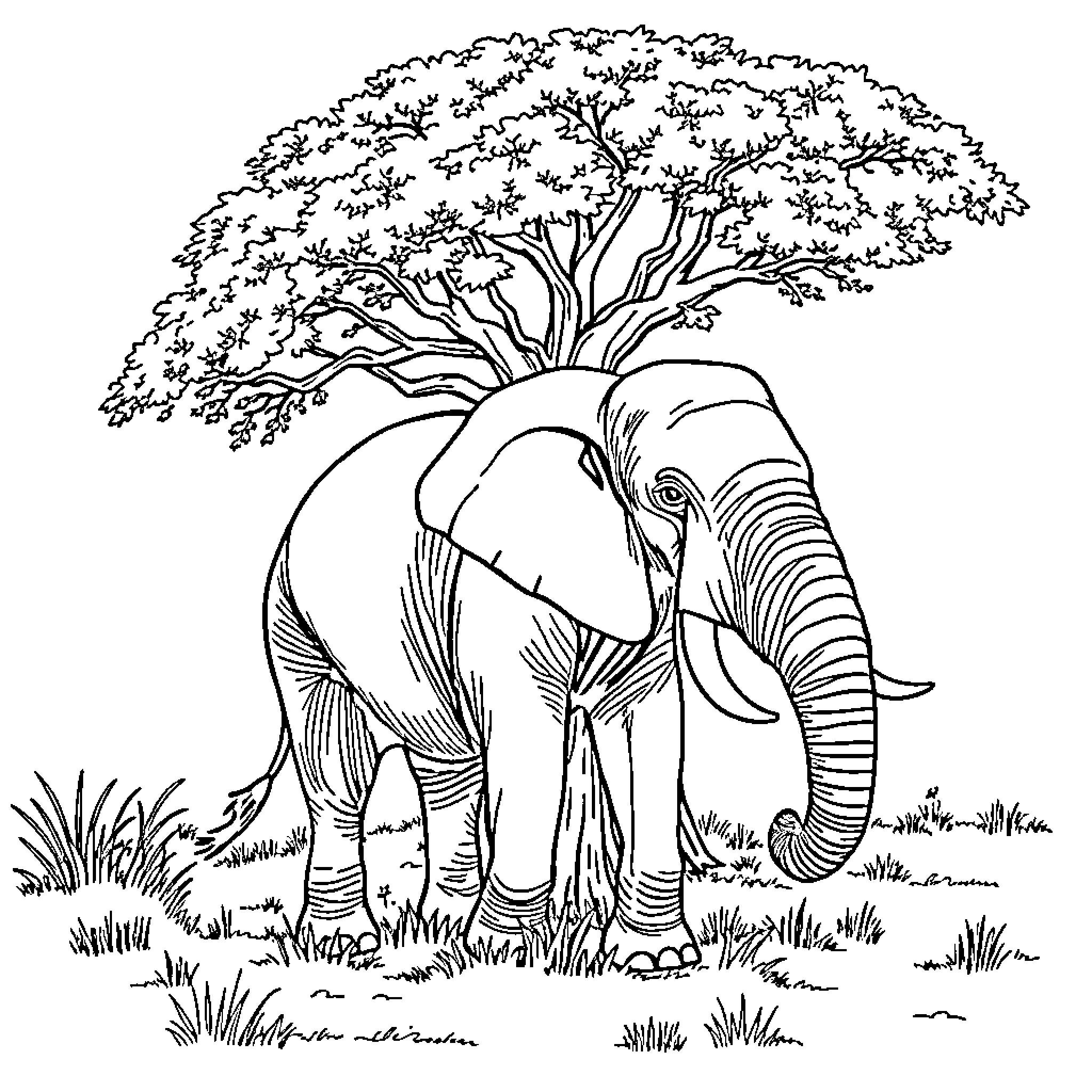 Elephant standing under a large tree Coloring Page (free black-and-white line drawing printable PDF for all, from beginners to advanced learners, including children, teens, adults, and seniors)