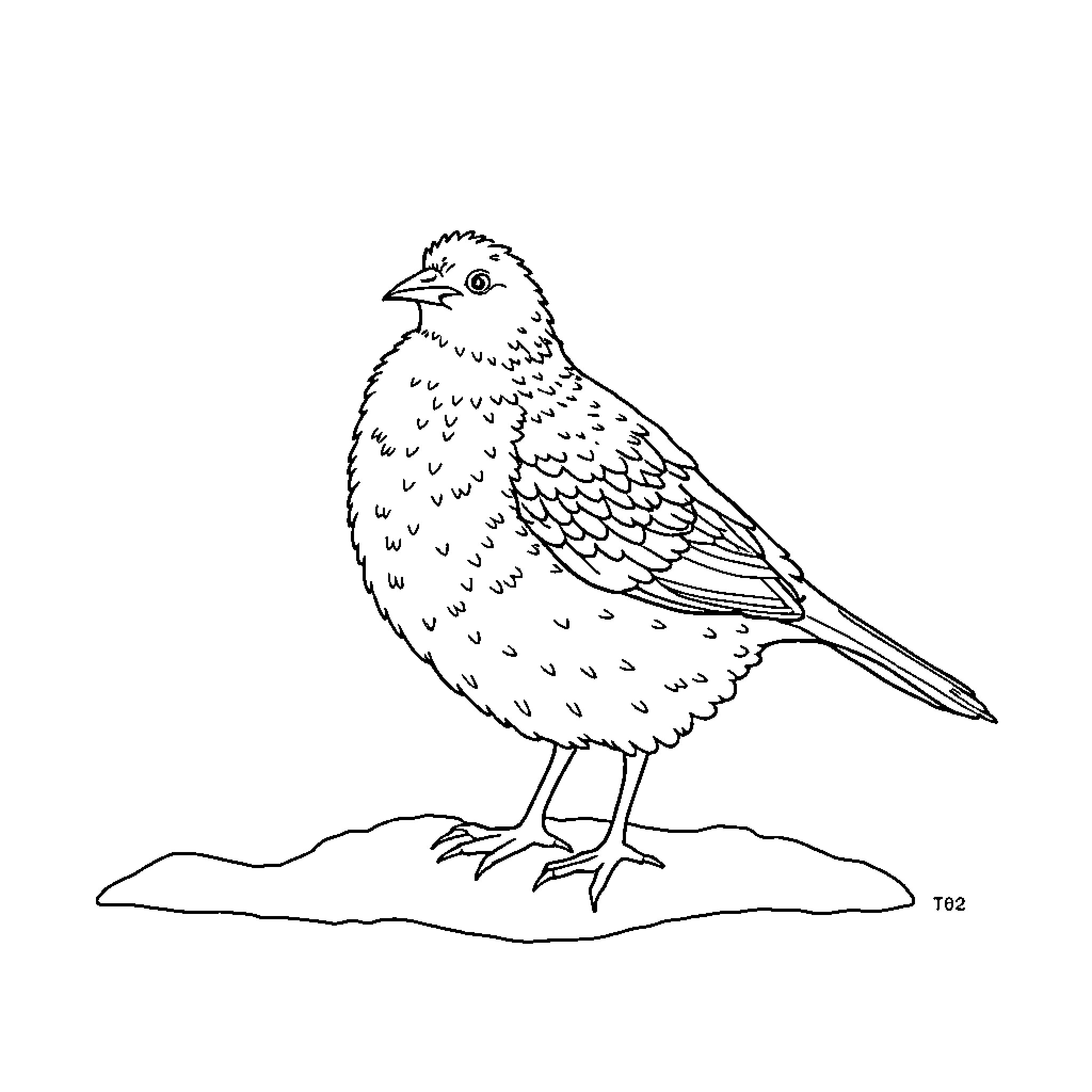 Ptarmigan perched on a snowy landscape Coloring Page (free black-and-white line drawing printable PDF for all, from beginners to advanced learners, including children, teens, adults, and seniors)