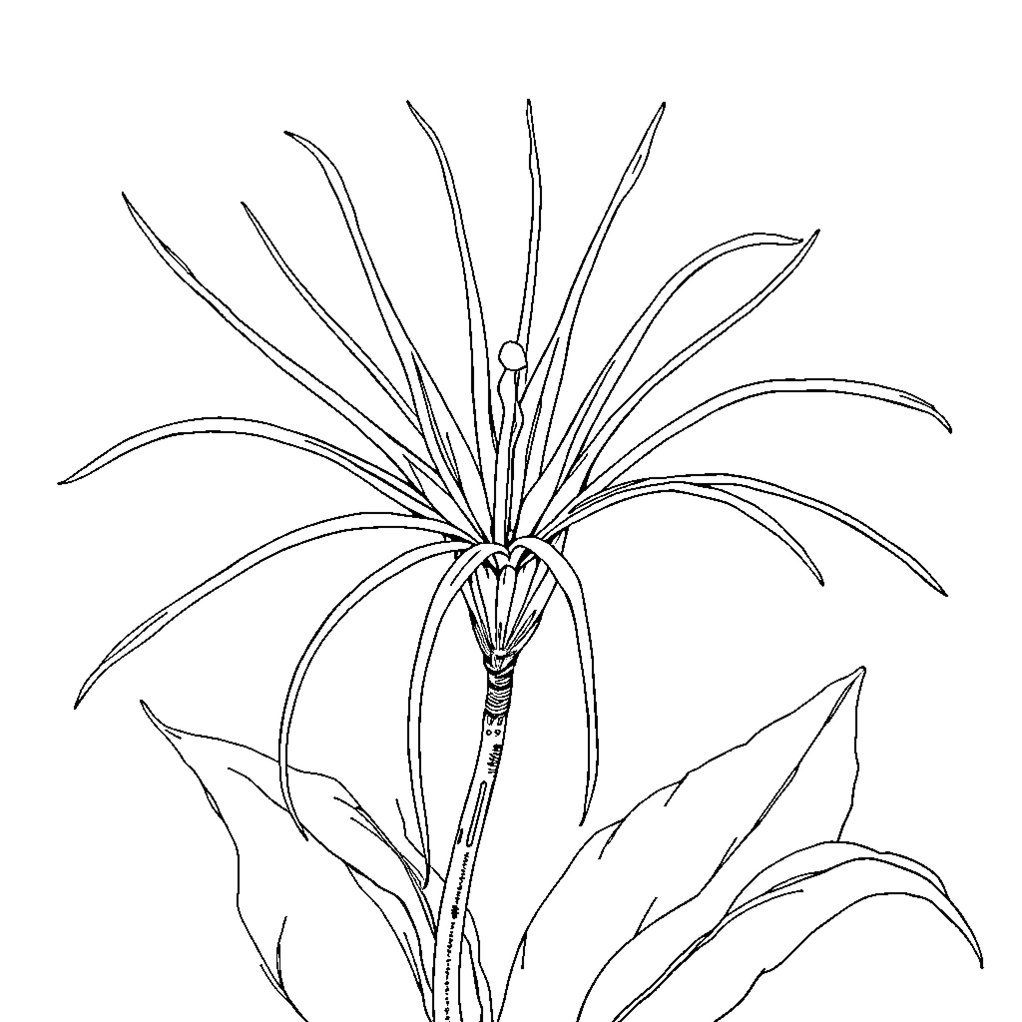 Spider Lily with Intricate Floral Design Coloring Page (free black-and-white line drawing printable PDF for all, from beginners to advanced learners, including children, teens, adults, and seniors)
