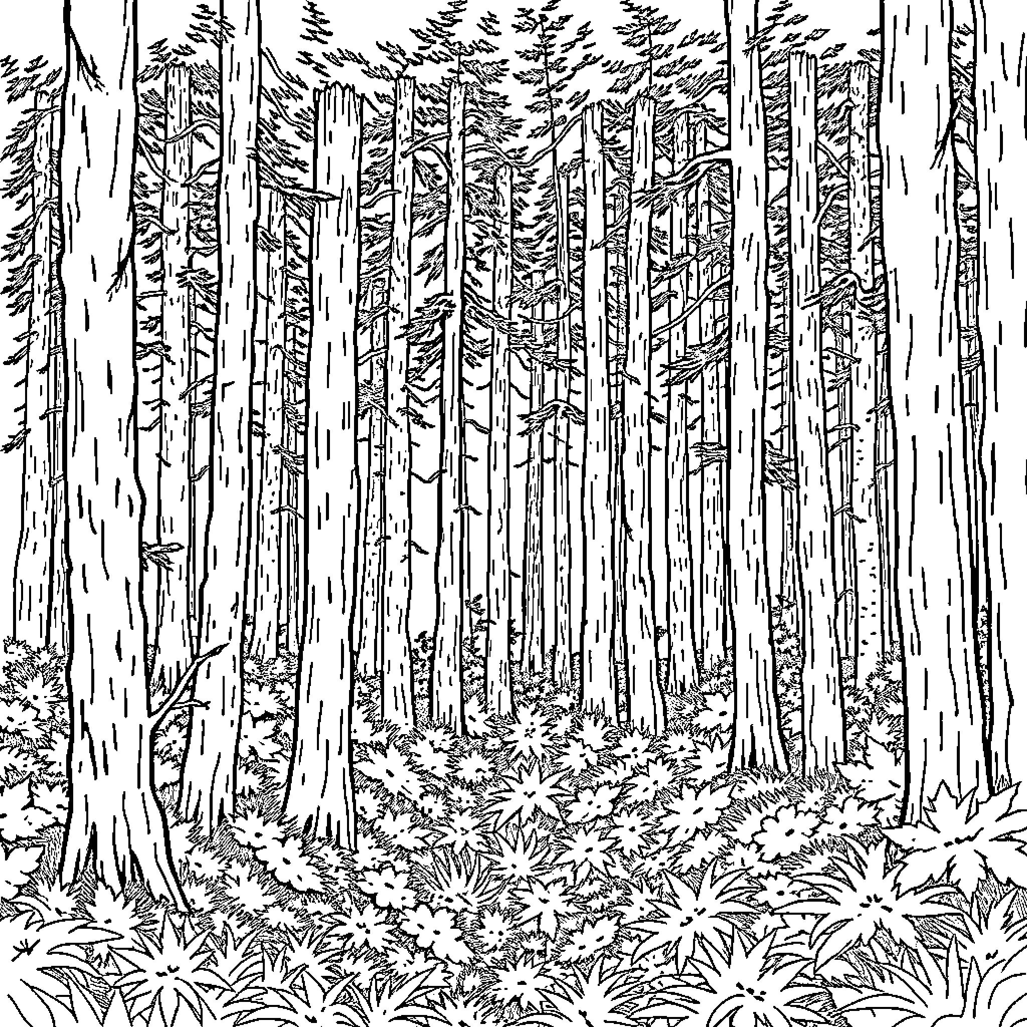 Forest with tall trees and dense vegetation Coloring Page (free black-and-white line drawing printable PDF for all, from beginners to advanced learners, including children, teens, adults, and seniors)