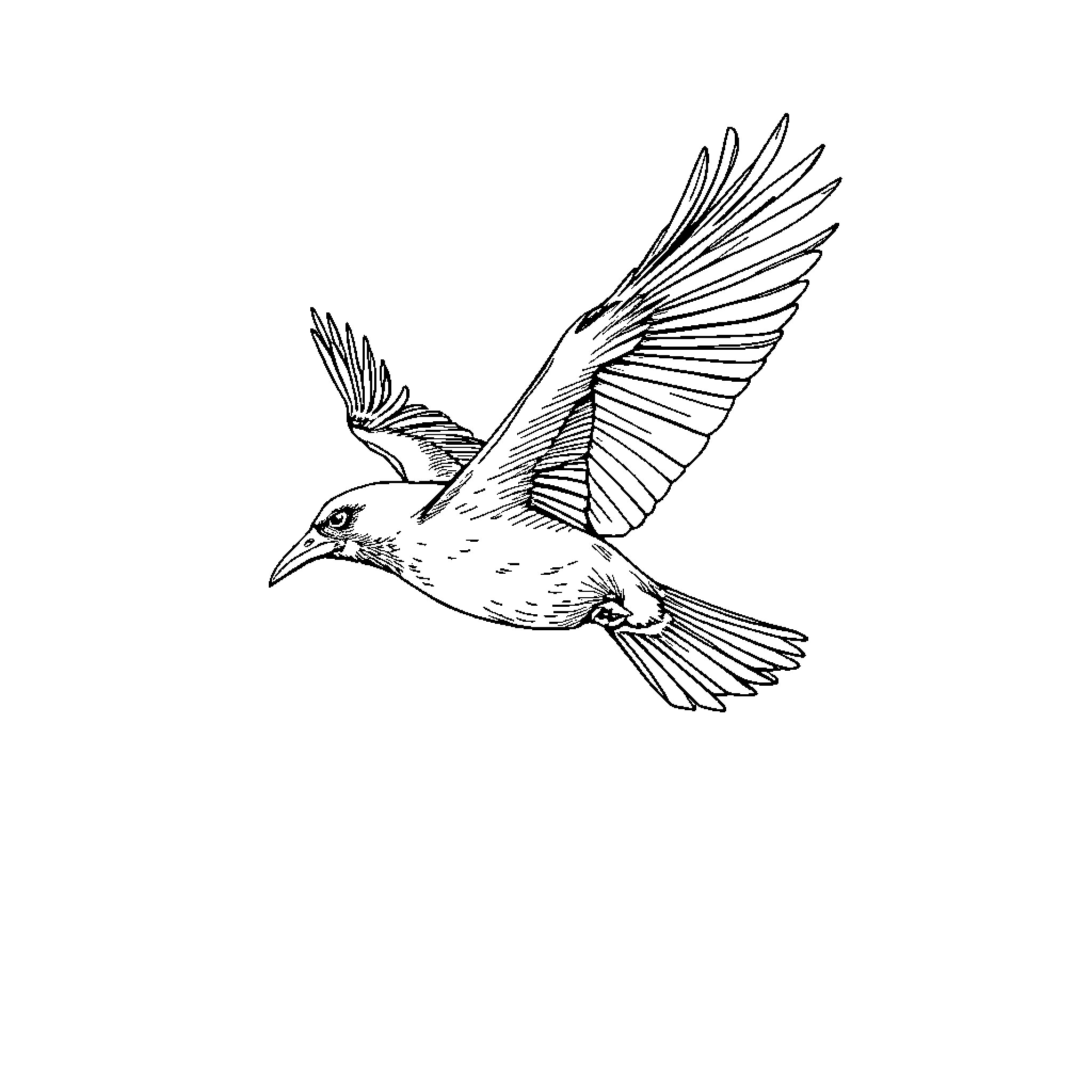 Crow in flight with outstretched wings Coloring Page (free black-and-white line drawing printable PDF for all, from beginners to advanced learners, including children, teens, adults, and seniors)