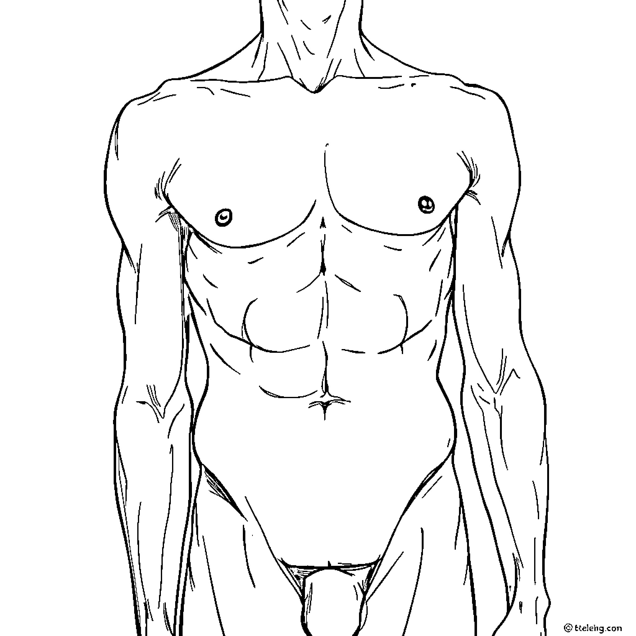Skeleton of muscular male figure Coloring Page (free black-and-white line drawing printable PDF for all, from beginners to advanced learners, including children, teens, adults, and seniors)