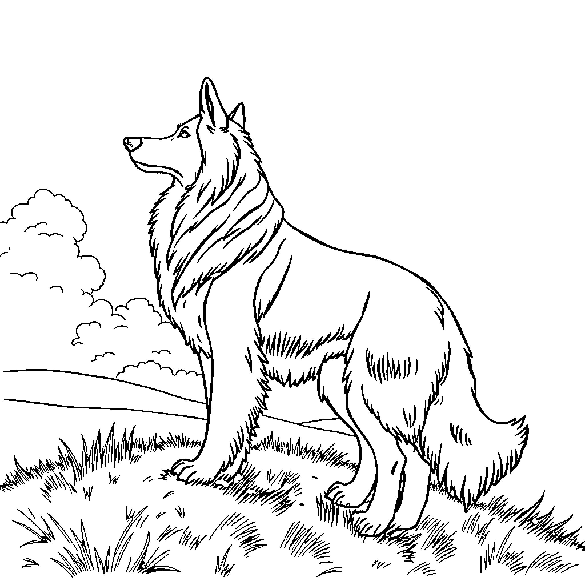 Lassie standing alertly on a grassy hill Coloring Page (free black-and-white line drawing printable PDF for all, from beginners to advanced learners, including children, teens, adults, and seniors)