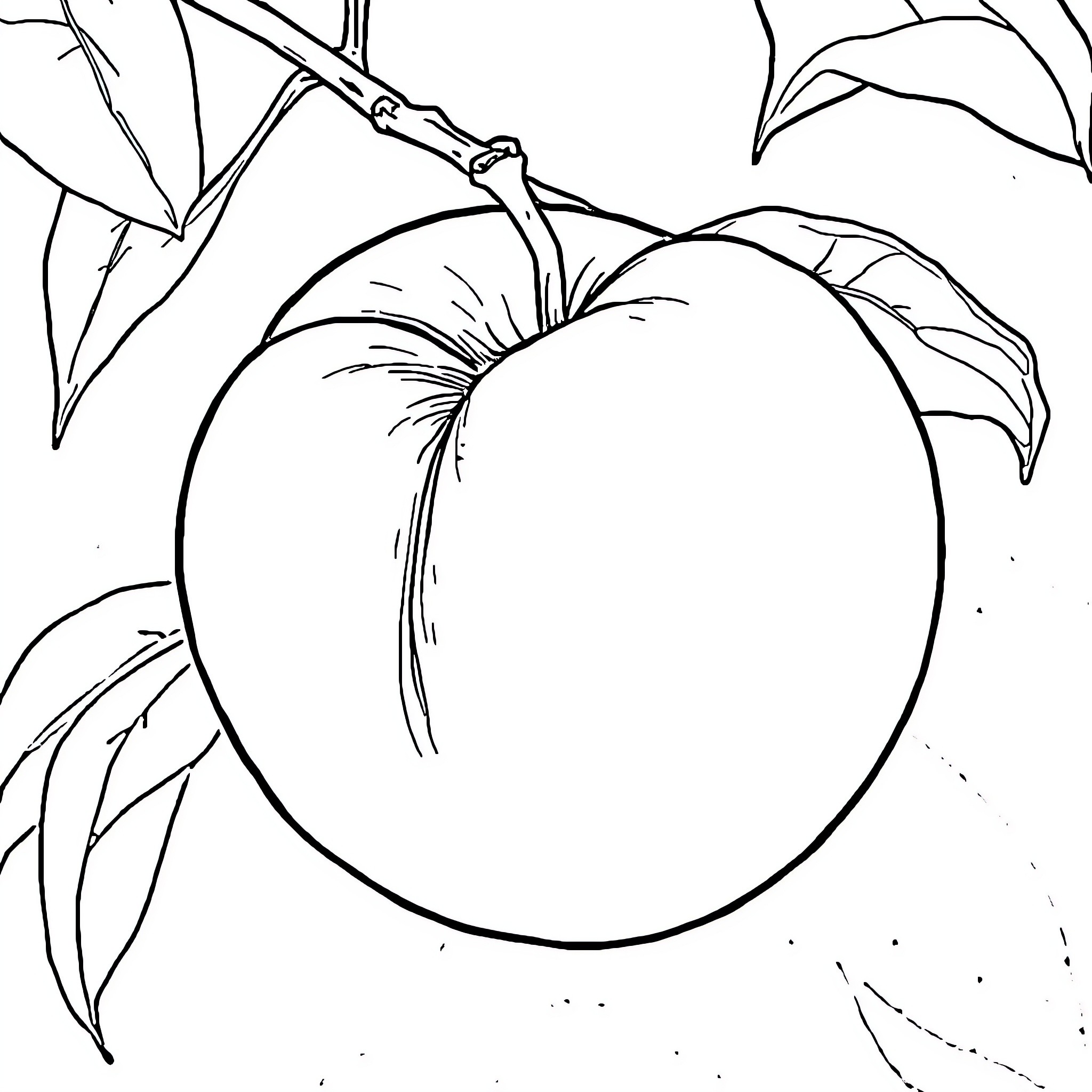 Peach Tree Branch with Fruit Coloring Page (free black-and-white line drawing printable PDF for all, from beginners to advanced learners, including children, teens, adults, and seniors)