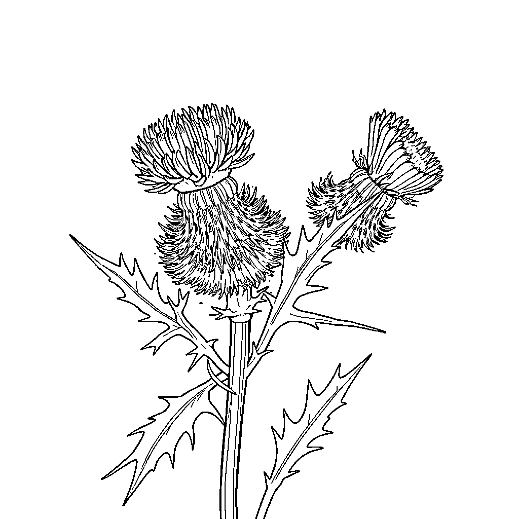 Thistle flowers in black and white sketch Coloring Page (free black-and-white line drawing printable PDF for all, from beginners to advanced learners, including children, teens, adults, and seniors)