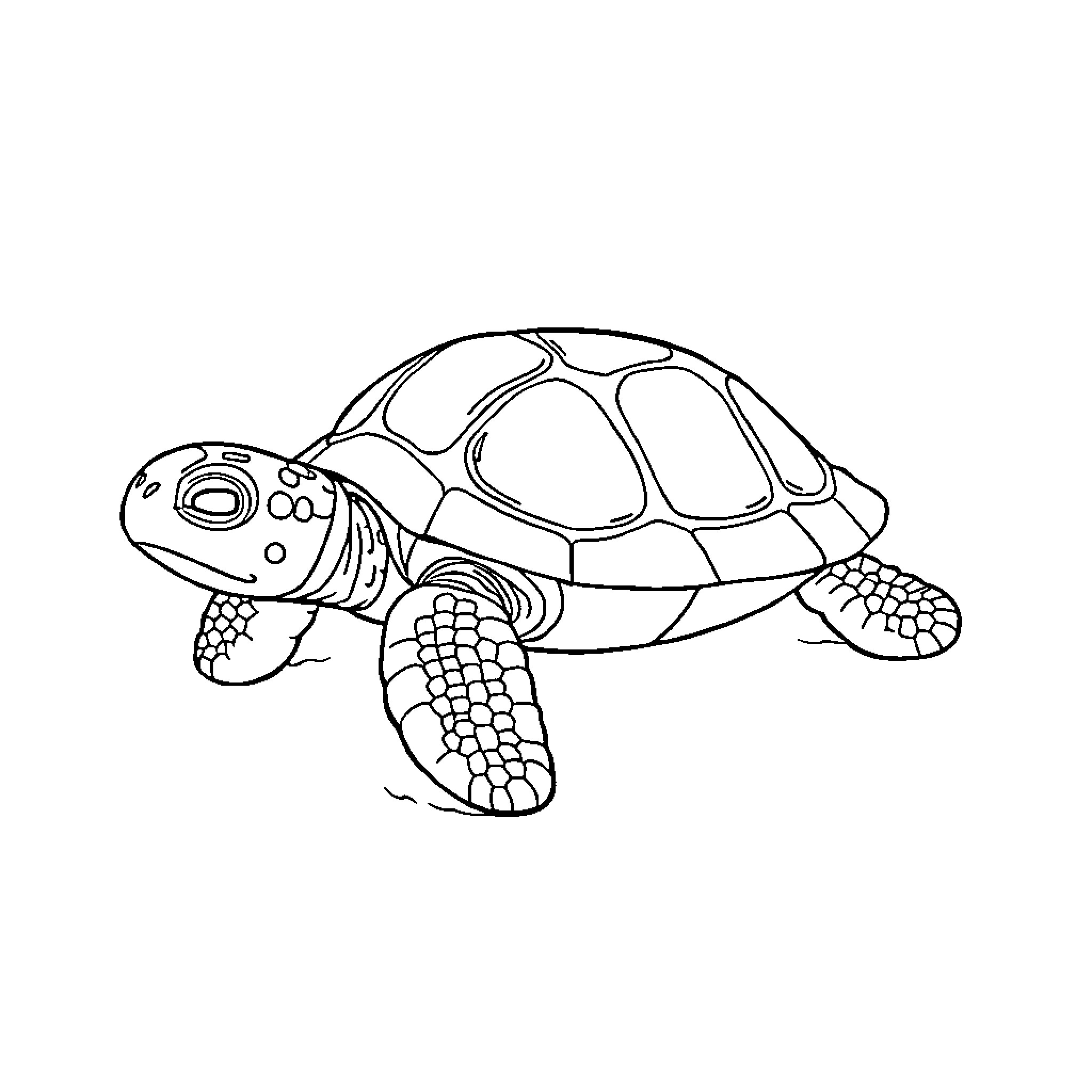 Turtle swimming peacefully in the water Coloring Page (free black-and-white line drawing printable PDF for all, from beginners to advanced learners, including children, teens, adults, and seniors)