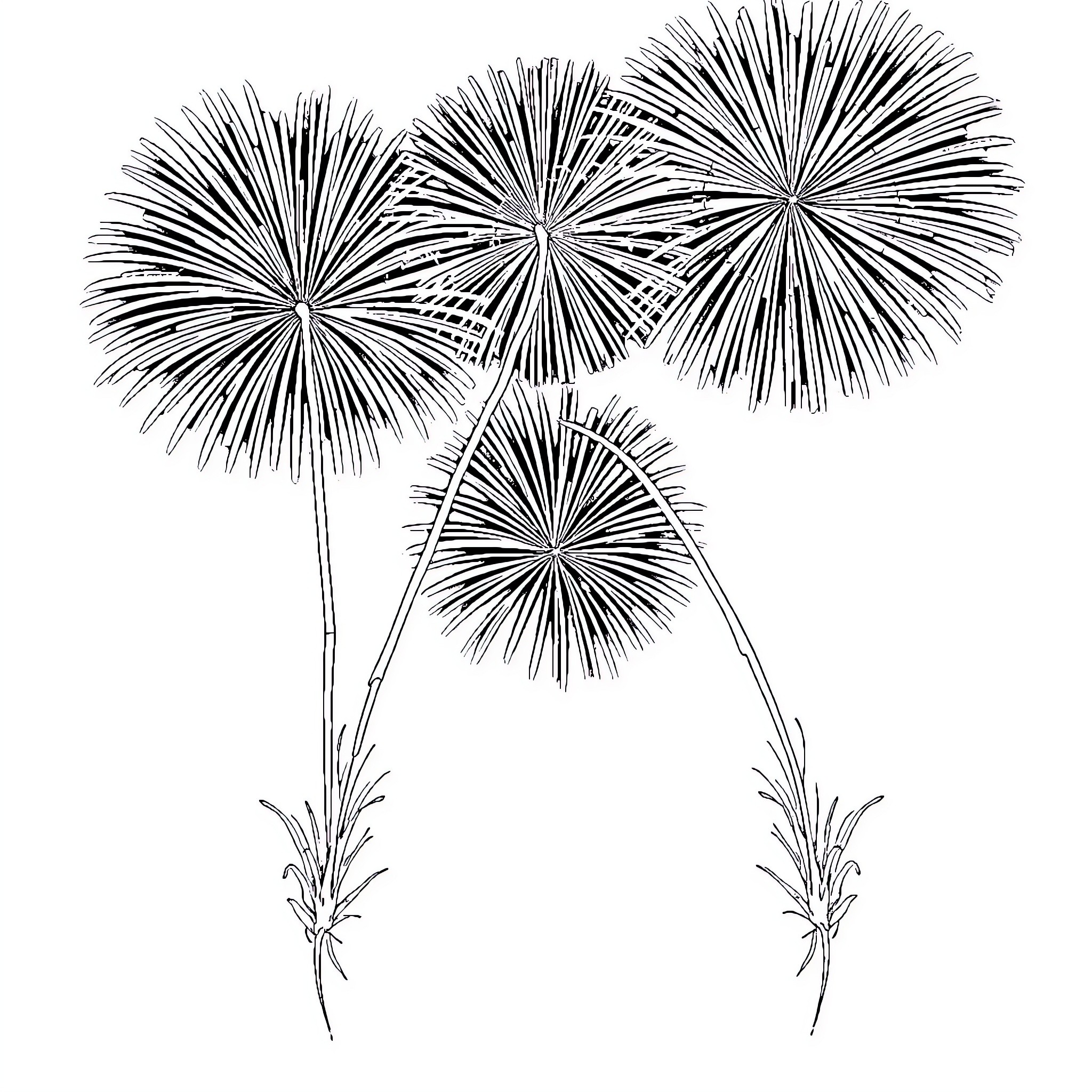 Firework burst in the sky Coloring Page (free black-and-white line drawing printable PDF for all, from beginners to advanced learners, including children, teens, adults, and seniors)