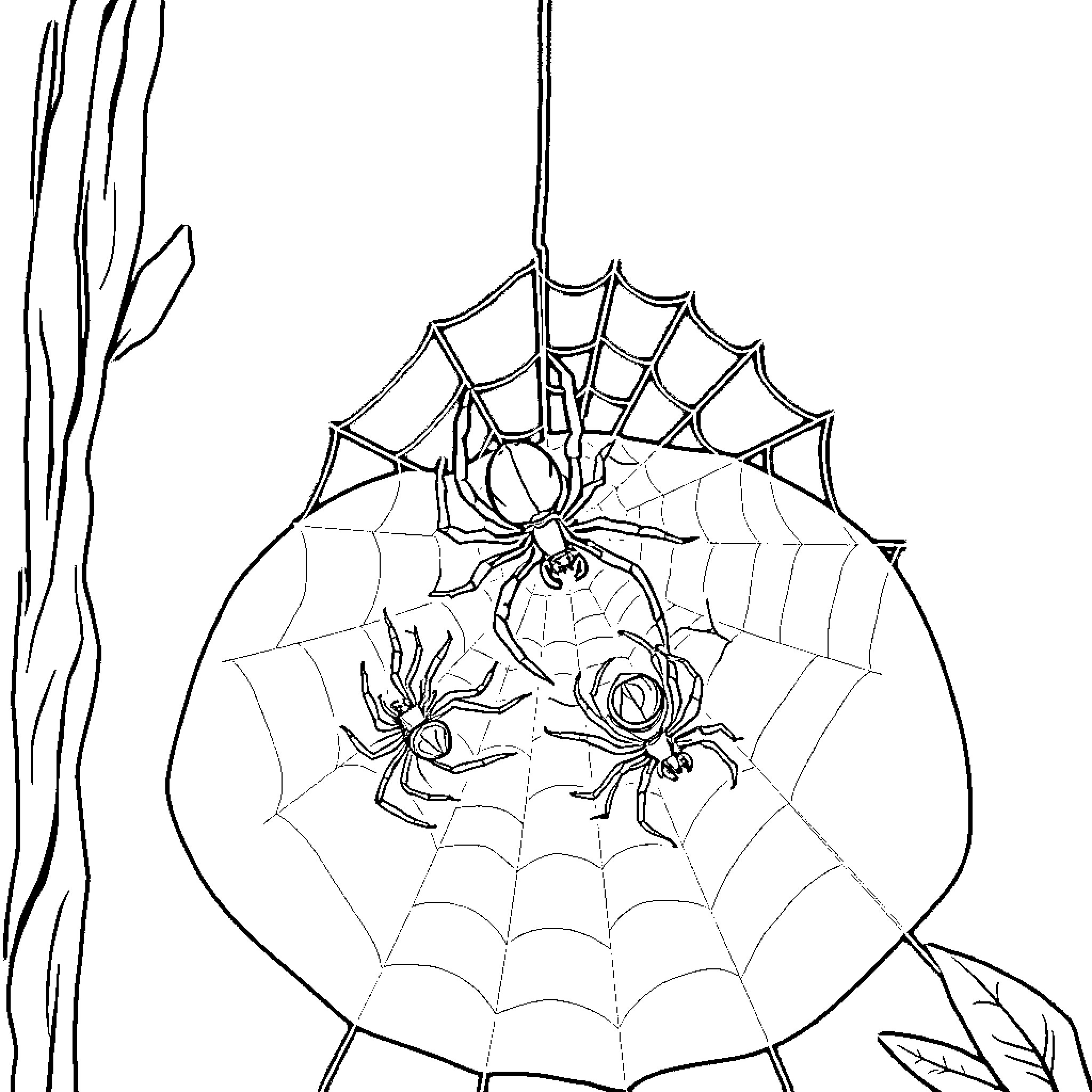 Spider Weaving Intricate Web Coloring Page (free black-and-white line drawing printable PDF for all, from beginners to advanced learners, including children, teens, adults, and seniors)