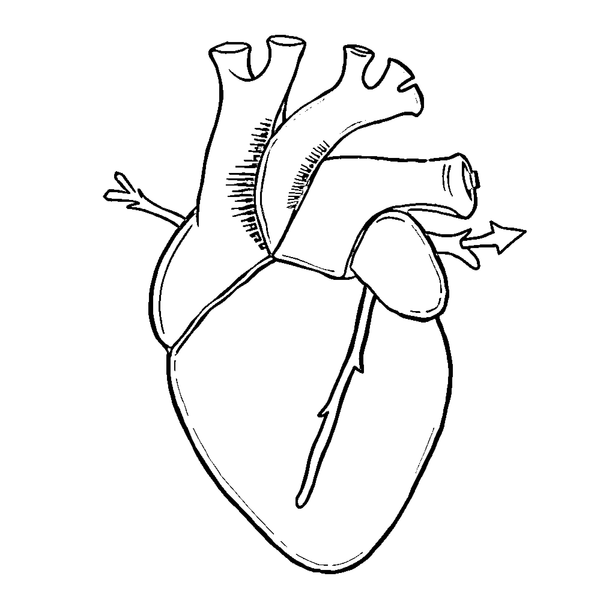 Heart's anatomical structure Coloring Page (free black-and-white line drawing printable PDF for all, from beginners to advanced learners, including children, teens, adults, and seniors)