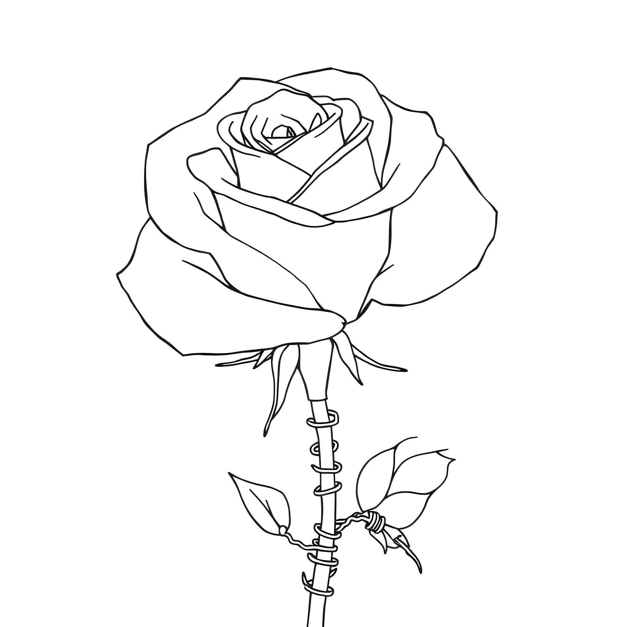 Rose blooming delicately on stem Coloring Page (free black-and-white line drawing printable PDF for all, from beginners to advanced learners, including children, teens, adults, and seniors)