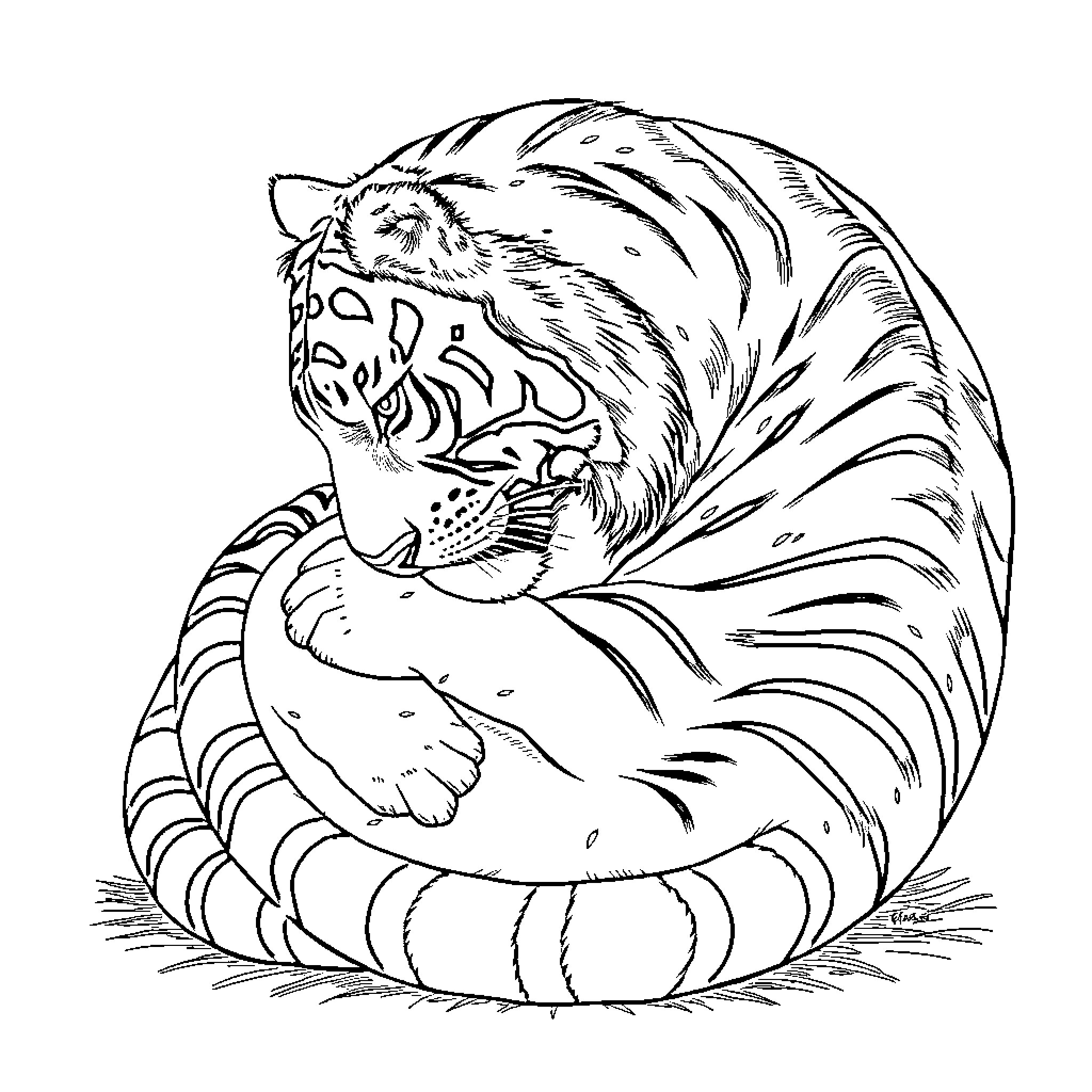 Tiger coiled and ready to pounce Coloring Page (free black-and-white line drawing printable PDF for all, from beginners to advanced learners, including children, teens, adults, and seniors)