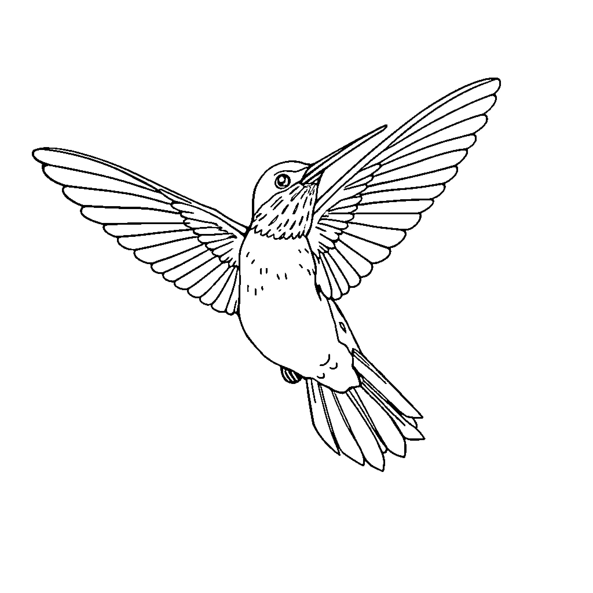 Hummingbird in flight Coloring Page (free black-and-white line drawing printable PDF for all, from beginners to advanced learners, including children, teens, adults, and seniors)