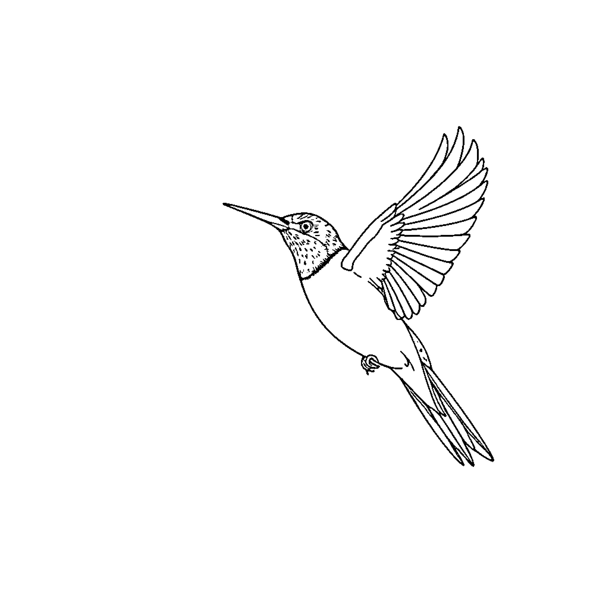 Bird in flight with spread wings Coloring Page (free black-and-white line drawing printable PDF for all, from beginners to advanced learners, including children, teens, adults, and seniors)