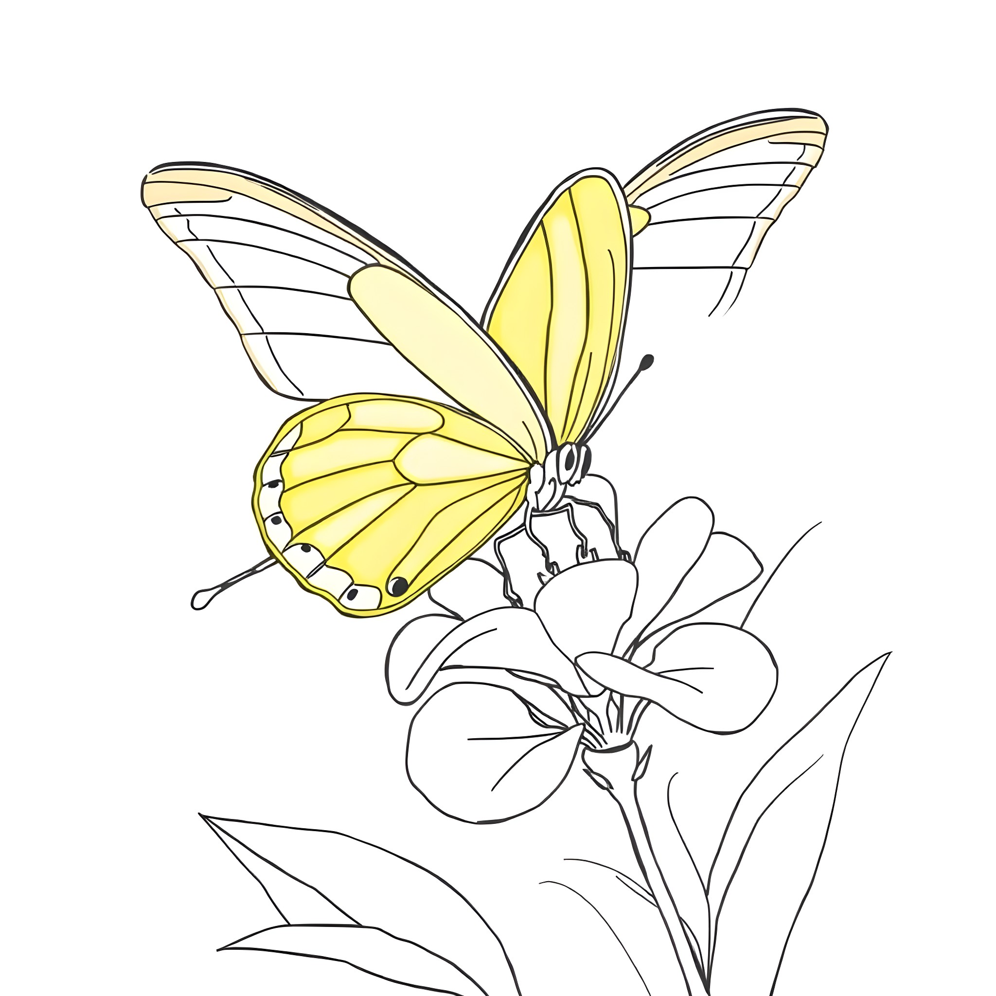 Cloud Butterfly resting on flower Coloring Page (free black-and-white line drawing printable PDF for all, from beginners to advanced learners, including children, teens, adults, and seniors)