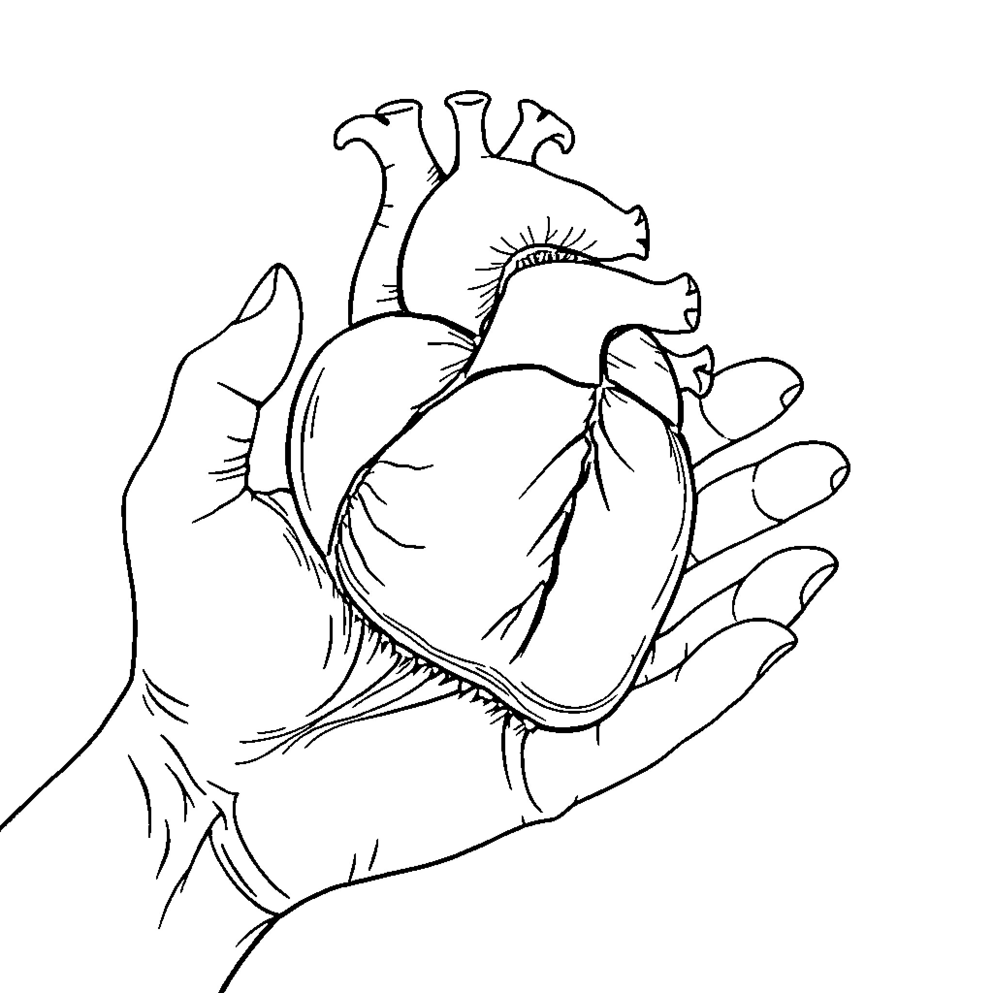 Heart in Caring Hands Coloring Page (free black-and-white line drawing printable PDF for all, from beginners to advanced learners, including children, teens, adults, and seniors)