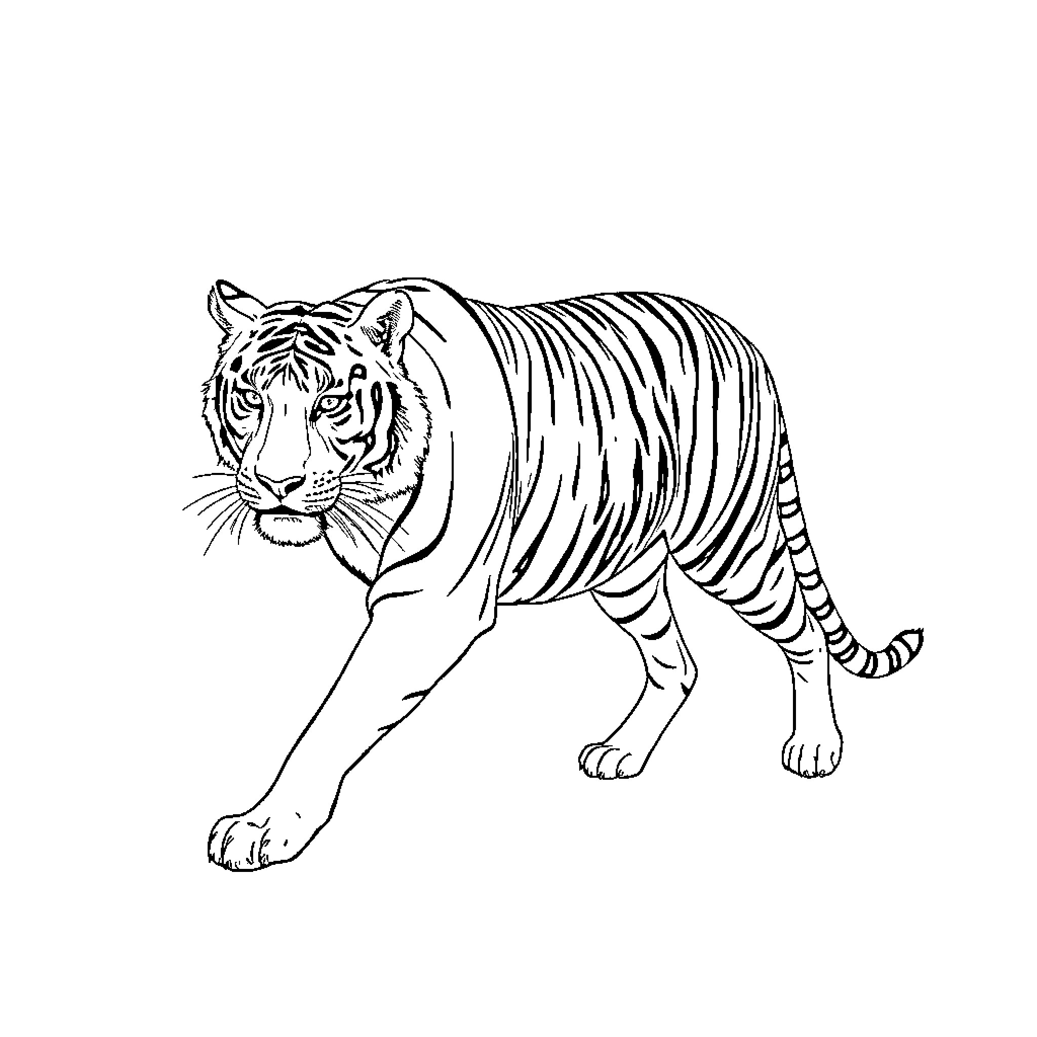 Tiger stalking its prey through the wilderness Coloring Page (free black-and-white line drawing printable PDF for all, from beginners to advanced learners, including children, teens, adults, and seniors)