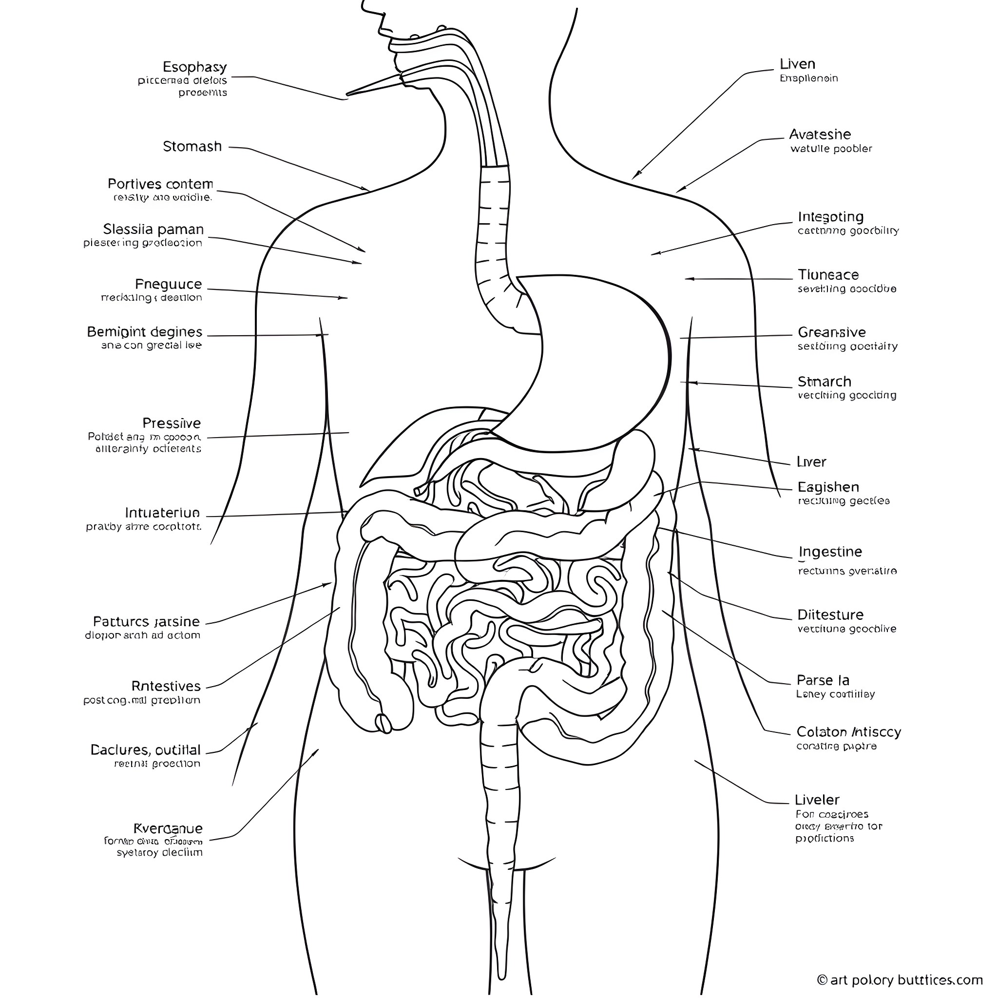 Digestive System Anatomy and Physiology Diagram Coloring Page (free black-and-white line drawing printable PDF for all, from beginners to advanced learners, including children, teens, adults, and seniors)