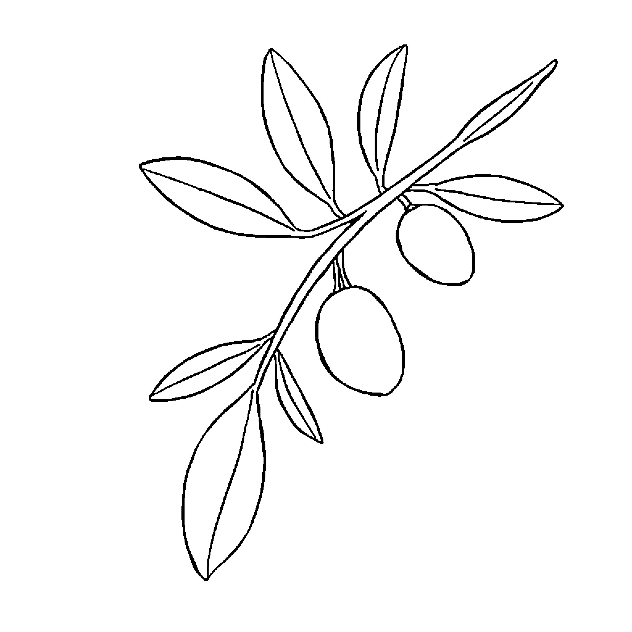 Olive Leaf Branch with Olives Coloring Page (free black-and-white line drawing printable PDF for all, from beginners to advanced learners, including children, teens, adults, and seniors)