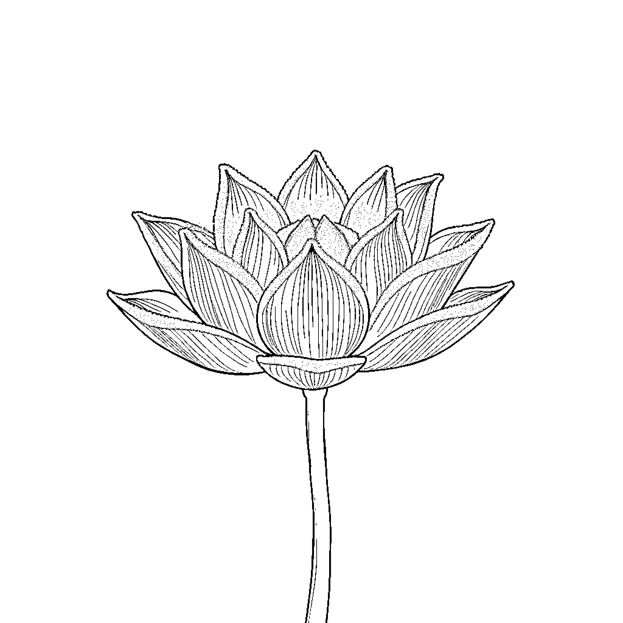 Lotus flower in detailed sketch Coloring Page (free black-and-white line drawing printable PDF for all, from beginners to advanced learners, including children, teens, adults, and seniors)