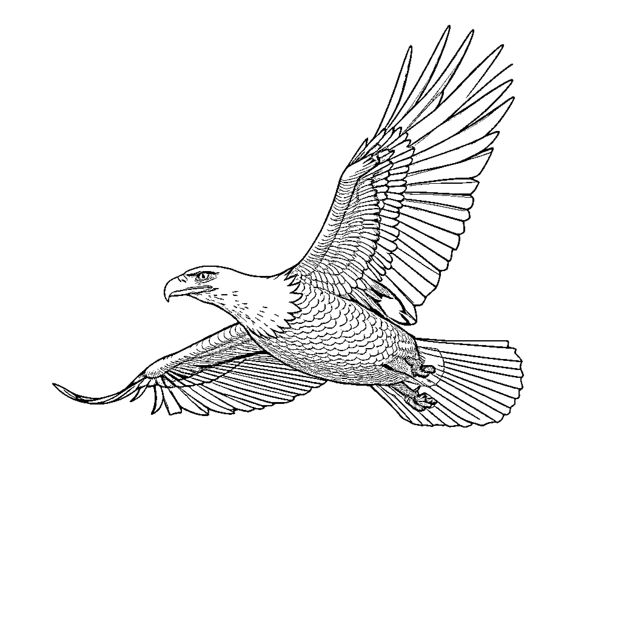 Bald Eagle in flight Coloring Page (free black-and-white line drawing printable PDF for all, from beginners to advanced learners, including children, teens, adults, and seniors)