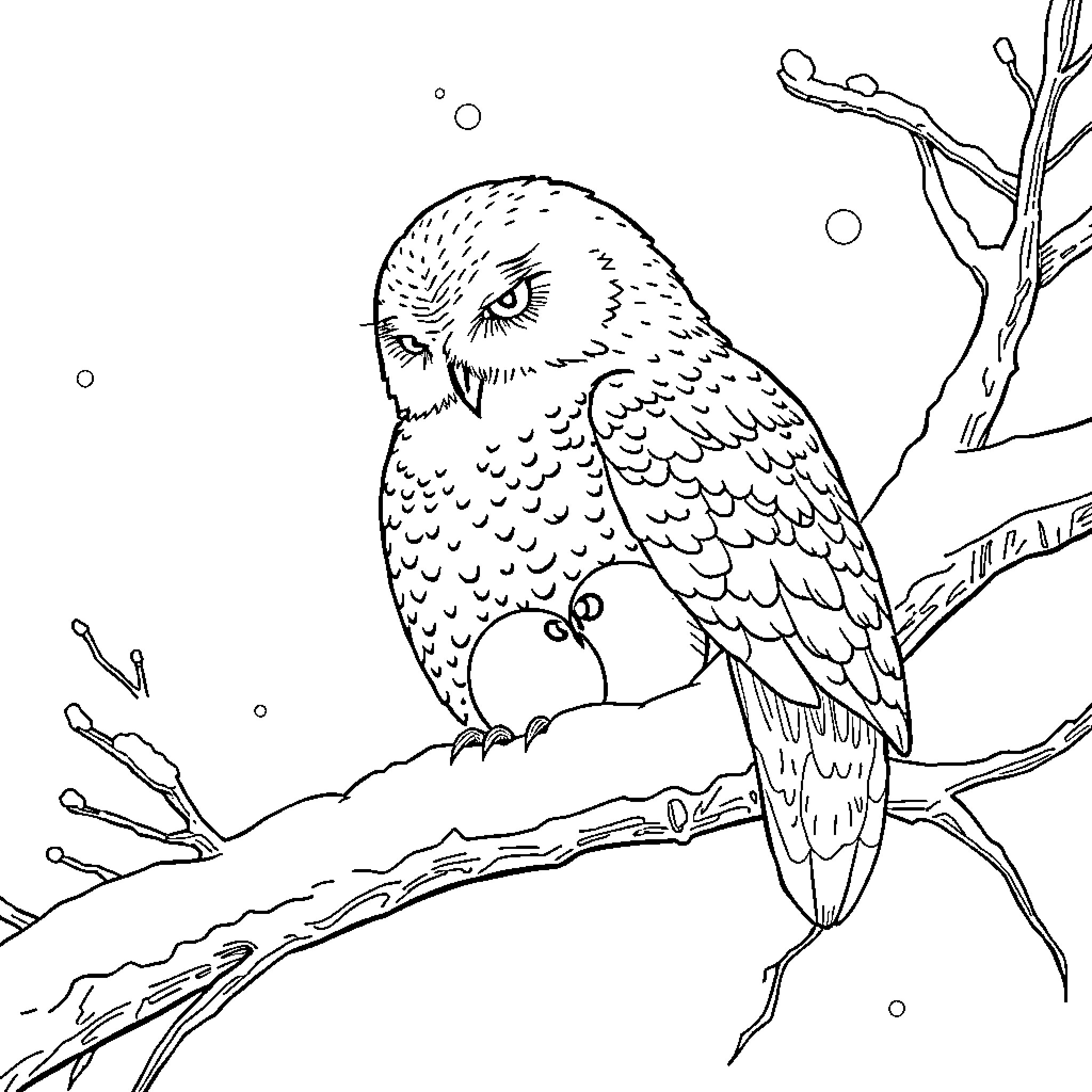 Owl perched on a snowy branch Coloring Page (free black-and-white line drawing printable PDF for all, from beginners to advanced learners, including children, teens, adults, and seniors)