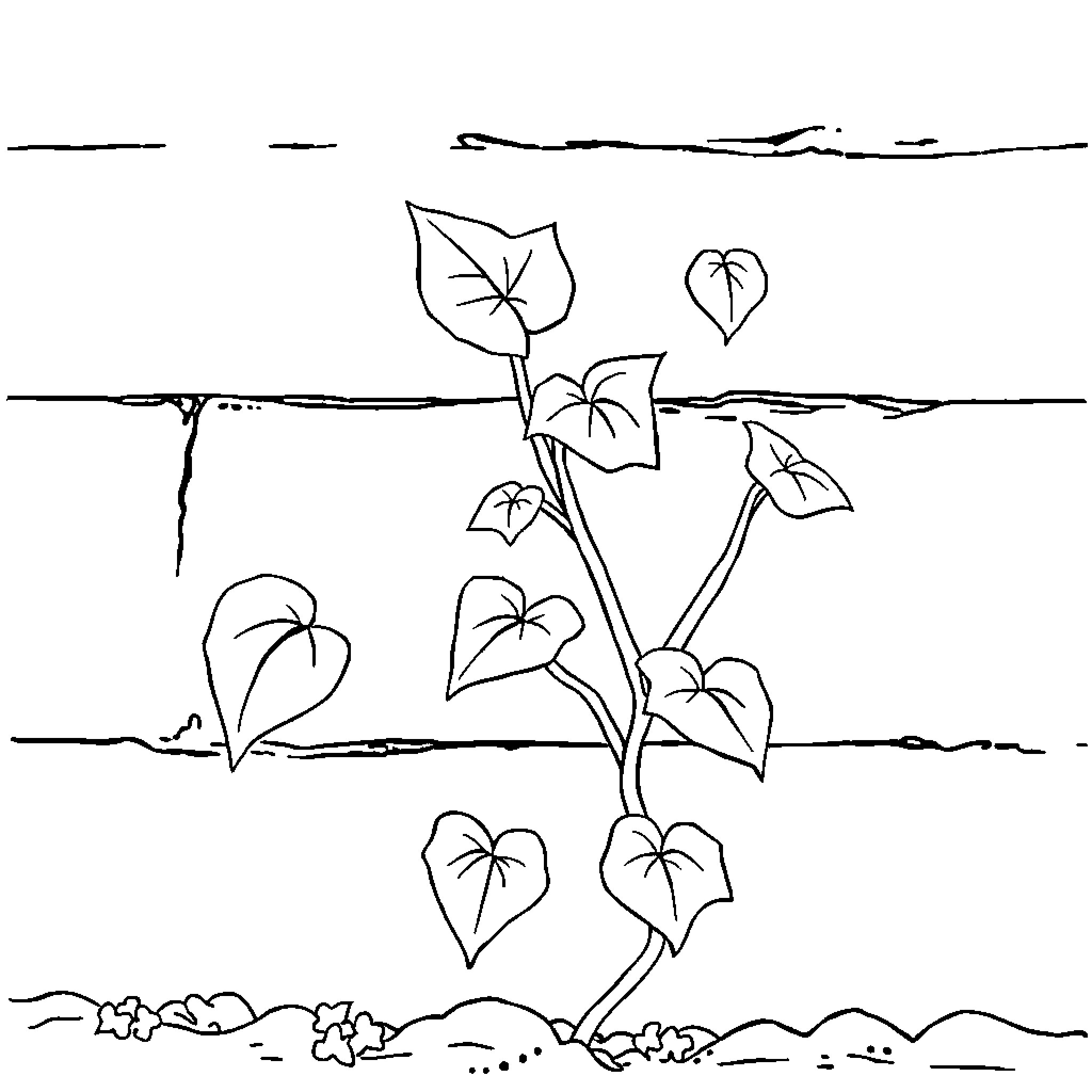 Ivy plant with heart-shaped leaves Coloring Page (free black-and-white line drawing printable PDF for all, from beginners to advanced learners, including children, teens, adults, and seniors)