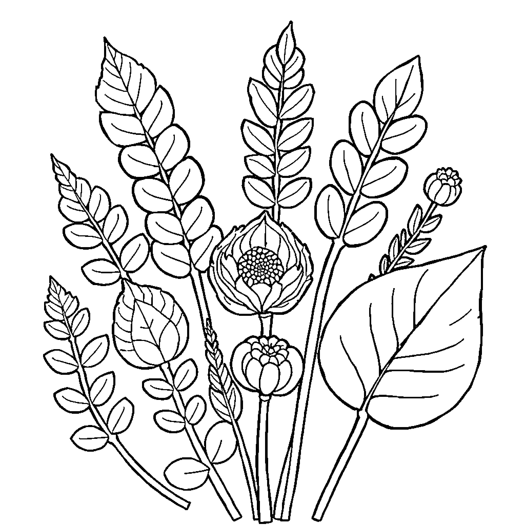 Leaf Abstract Floral Illustration Coloring Page (free black-and-white line drawing printable PDF for all, from beginners to advanced learners, including children, teens, adults, and seniors)