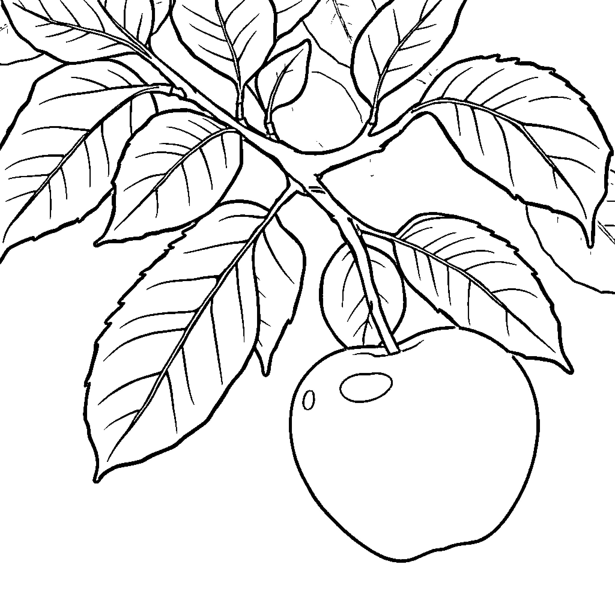 Apple tree branch with leaves and fruit Coloring Page (free black-and-white line drawing printable PDF for all, from beginners to advanced learners, including children, teens, adults, and seniors)