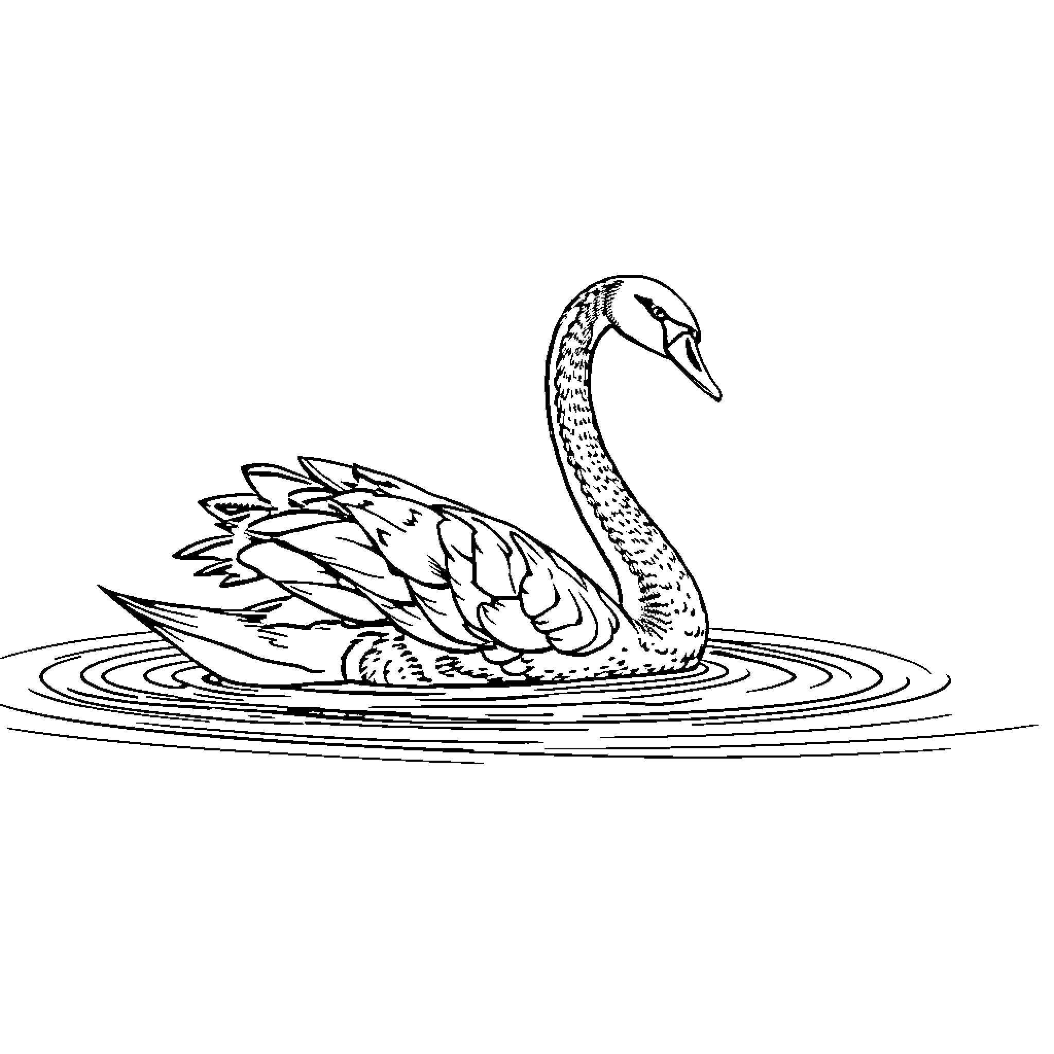 Swan gracefully swimming on rippling waters Coloring Page (free black-and-white line drawing printable PDF for all, from beginners to advanced learners, including children, teens, adults, and seniors)
