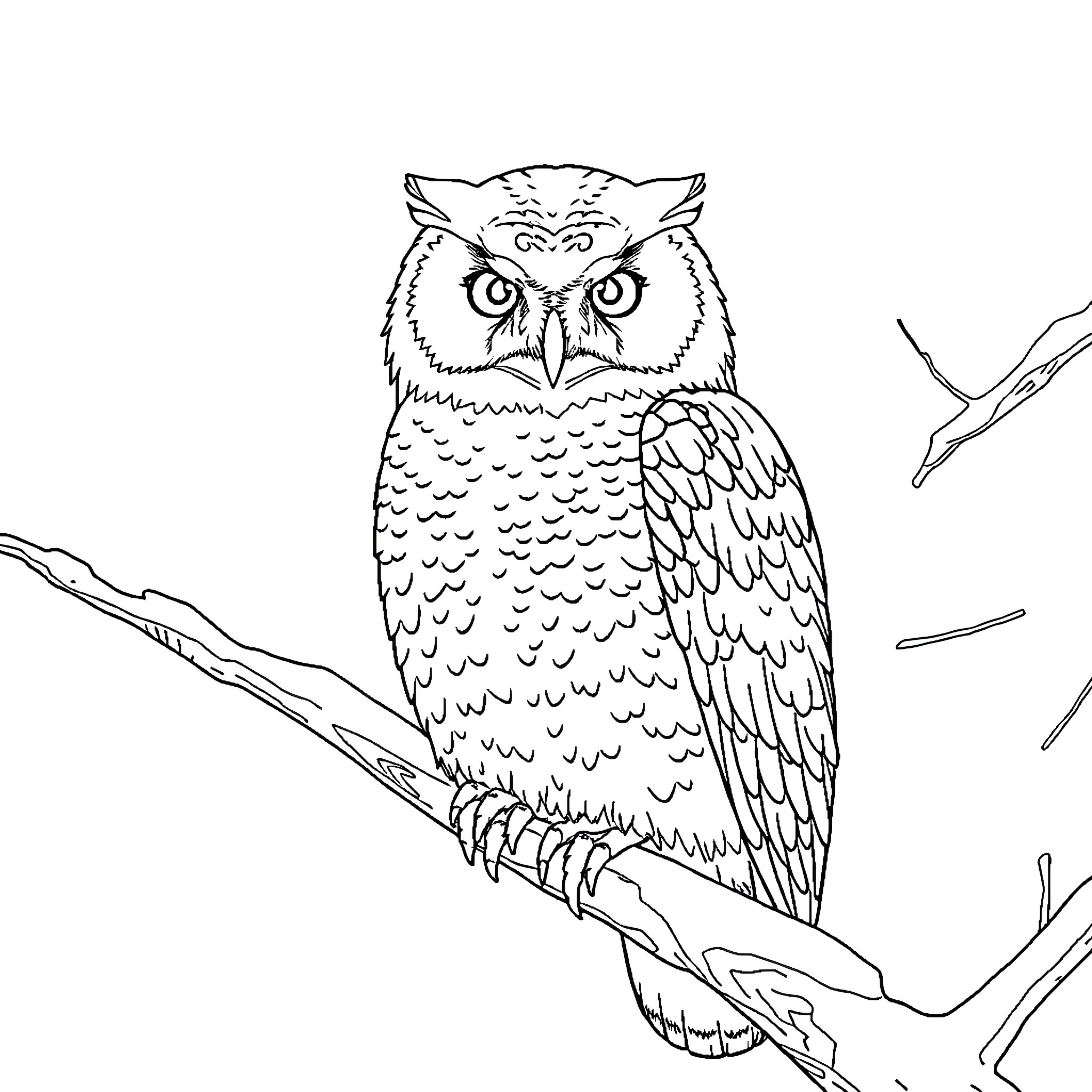 Owl perched on a branch, with a serious expression Coloring Page (free black-and-white line drawing printable PDF for all, from beginners to advanced learners, including children, teens, adults, and seniors)