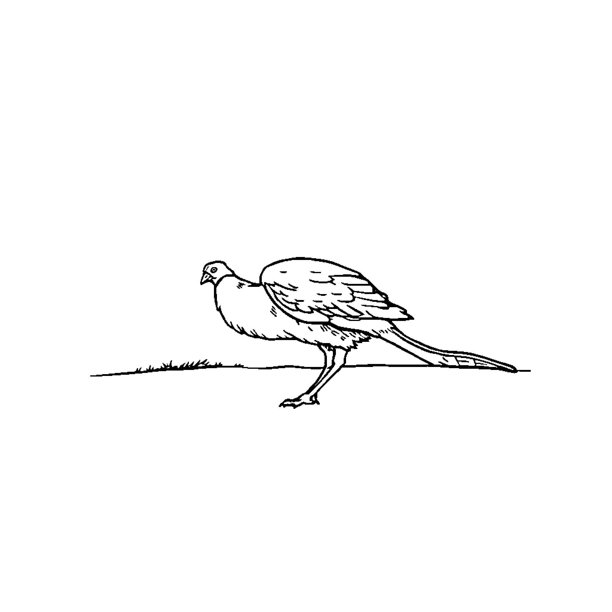 Step out into the wild with a majestic bird Coloring Page (free black-and-white line drawing printable PDF for all, from beginners to advanced learners, including children, teens, adults, and seniors)