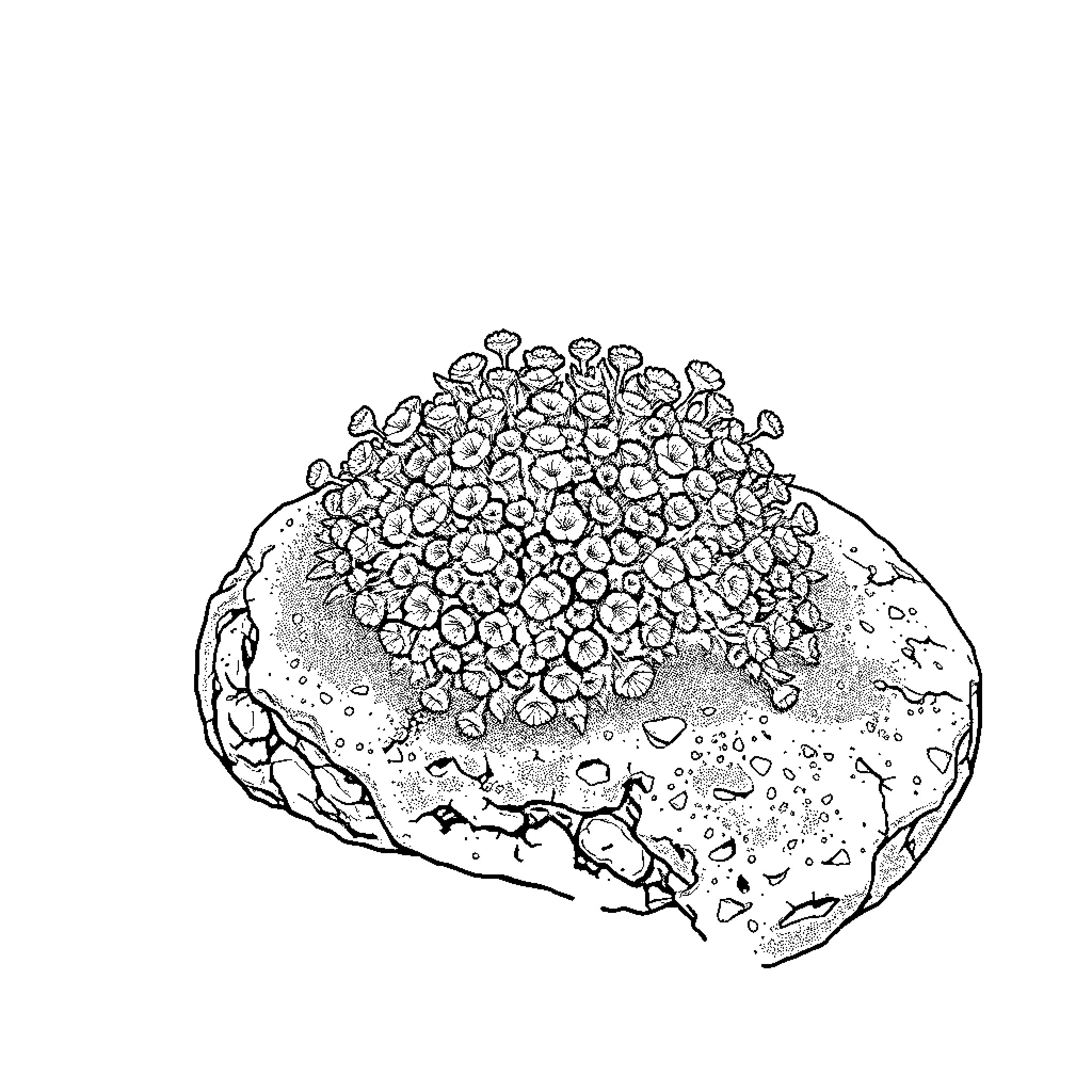 Lichen growing abundantly on a weathered rock Coloring Page (free black-and-white line drawing printable PDF for all, from beginners to advanced learners, including children, teens, adults, and seniors)