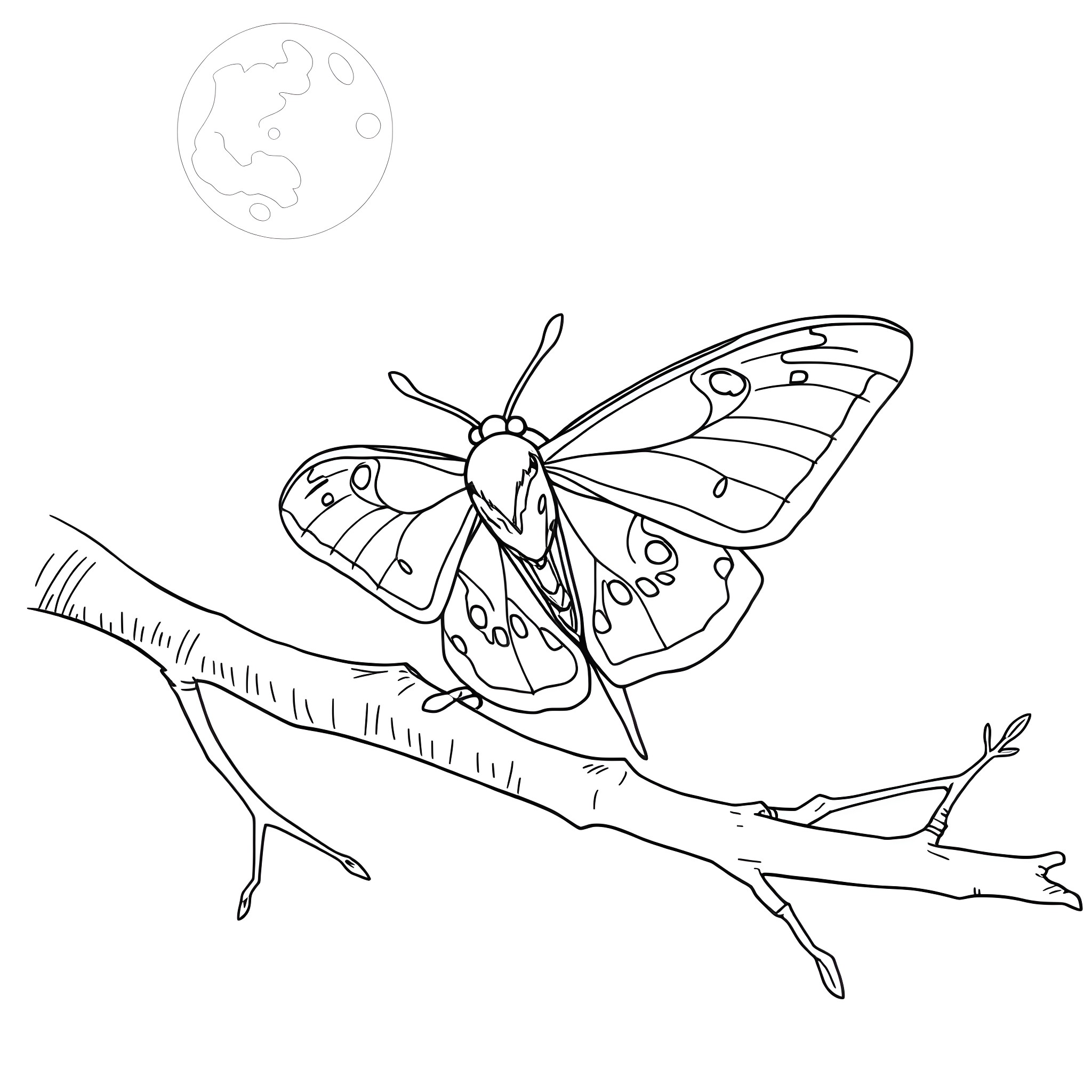 Maple Moth resting on a tree branch Coloring Page (free black-and-white line drawing printable PDF for all, from beginners to advanced learners, including children, teens, adults, and seniors)
