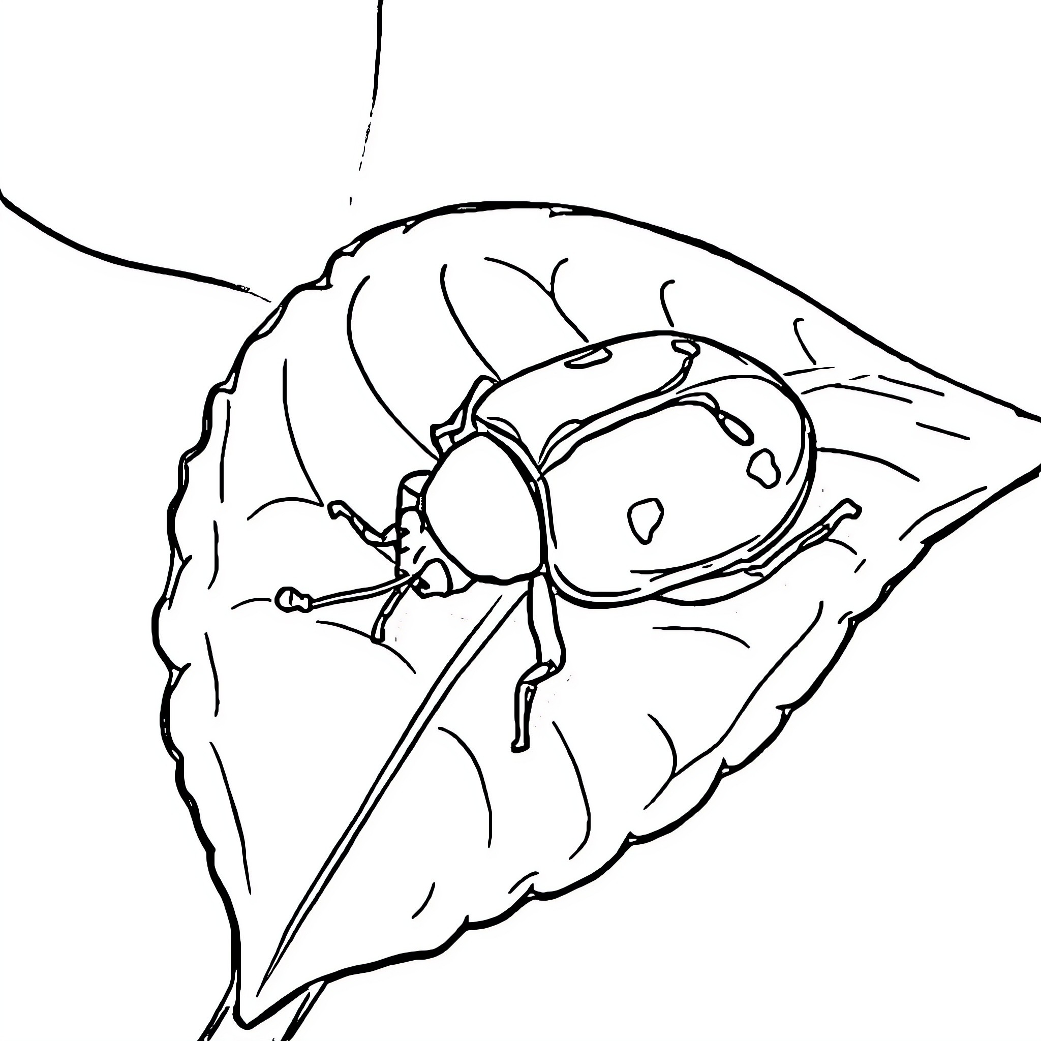 Leaf Beetle exploring natural environment Coloring Page (free black-and-white line drawing printable PDF for all, from beginners to advanced learners, including children, teens, adults, and seniors)